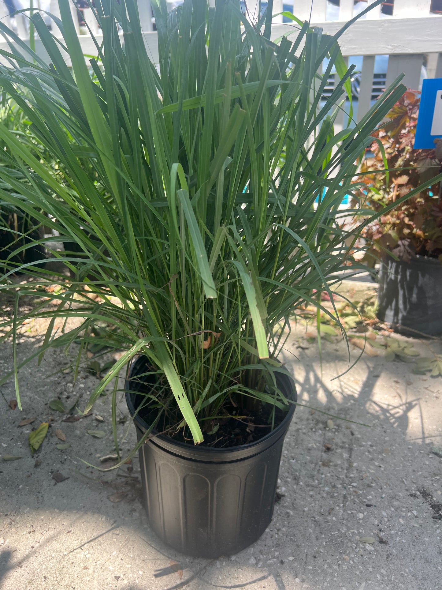 Lemon Grass