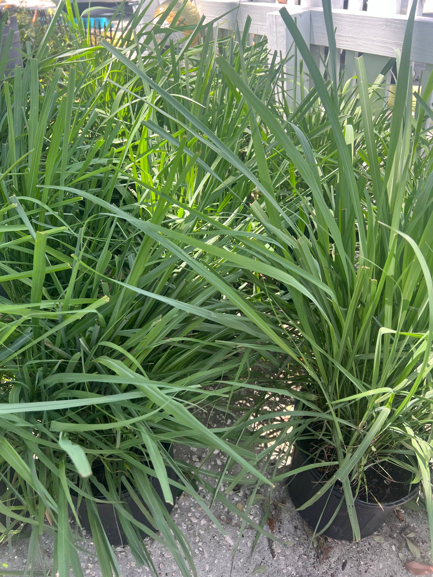 Lemon Grass