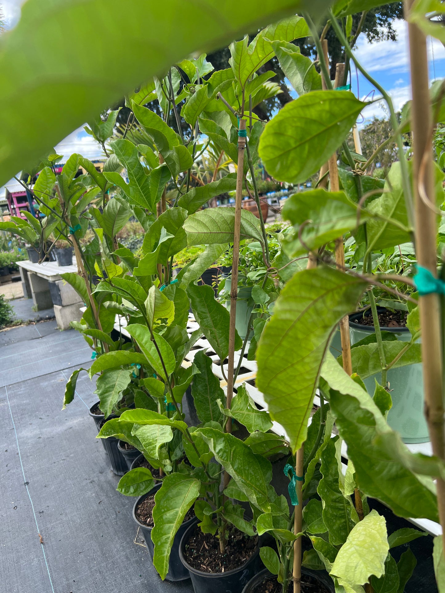 Passion Vine Edible