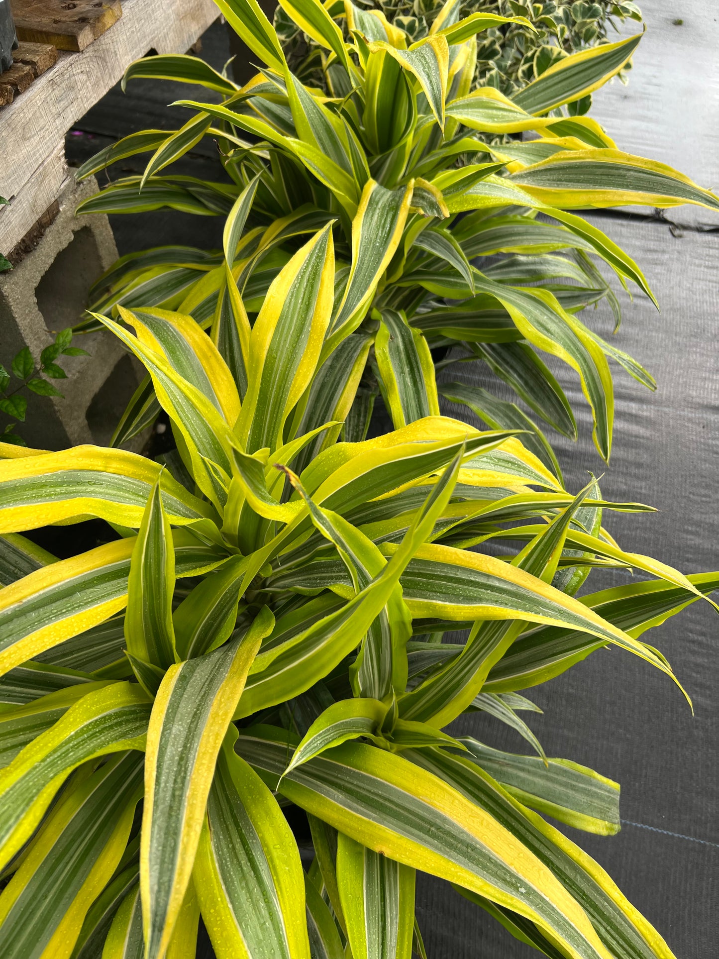 Dracaena Lemon Lime-3G