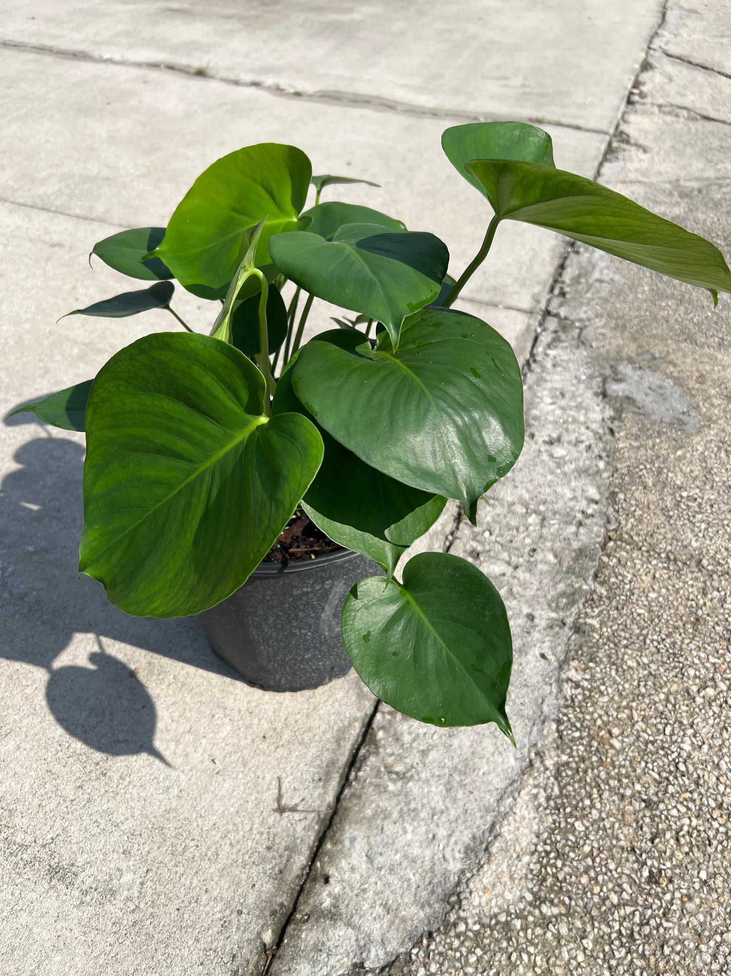 Philodendron Shrubs