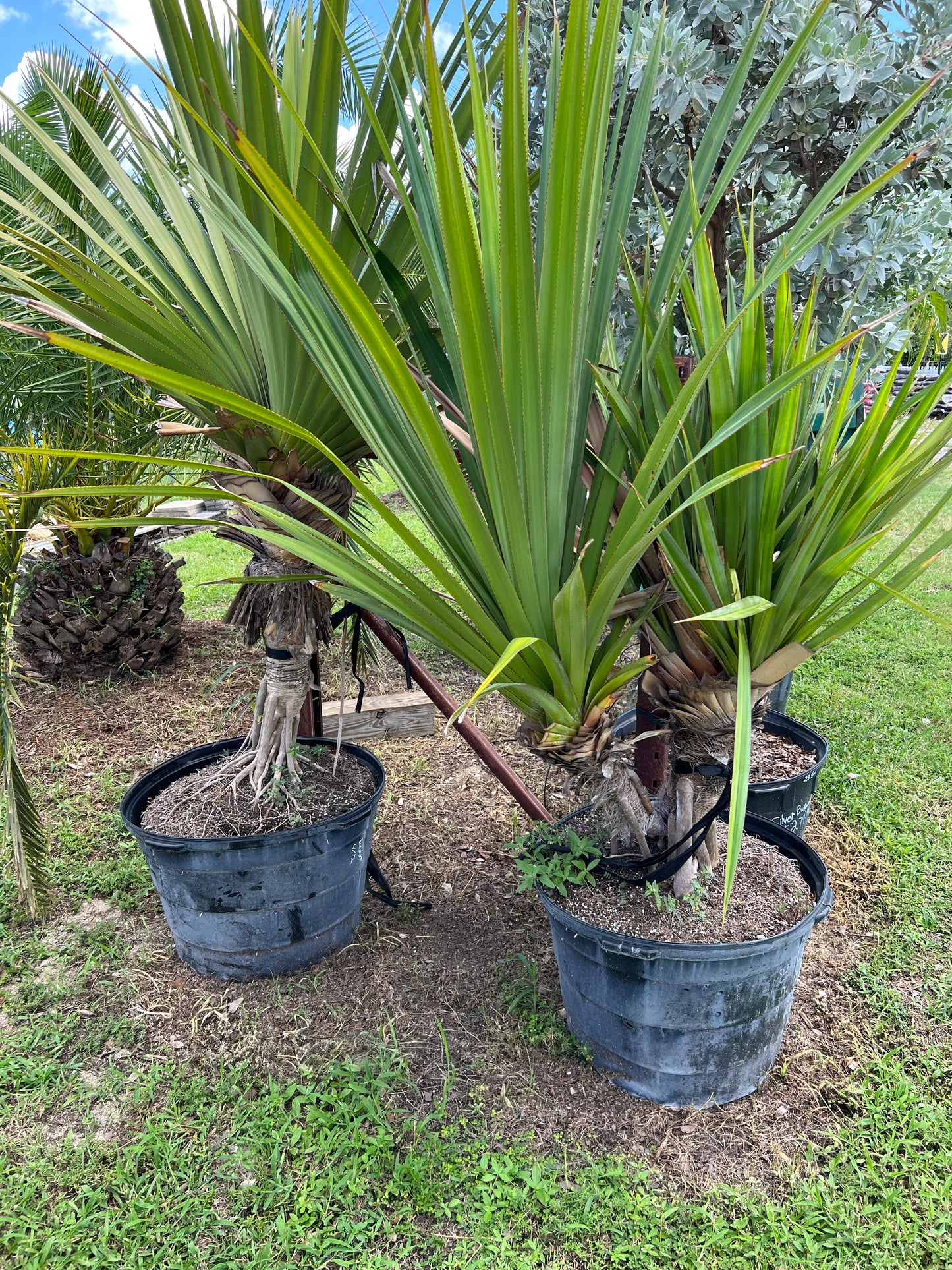 Pandanus Screw Pine