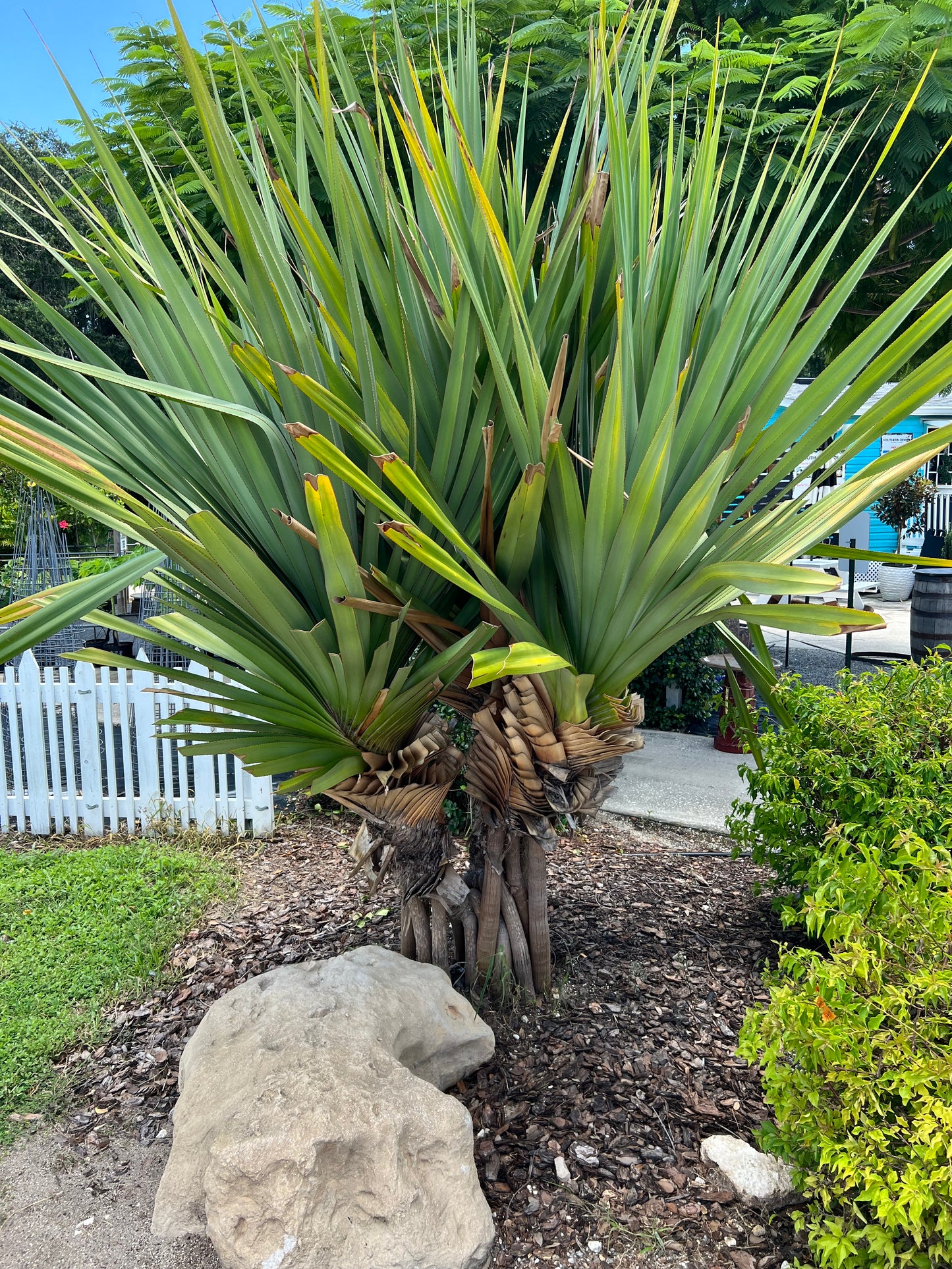Pandanus Screw Pine