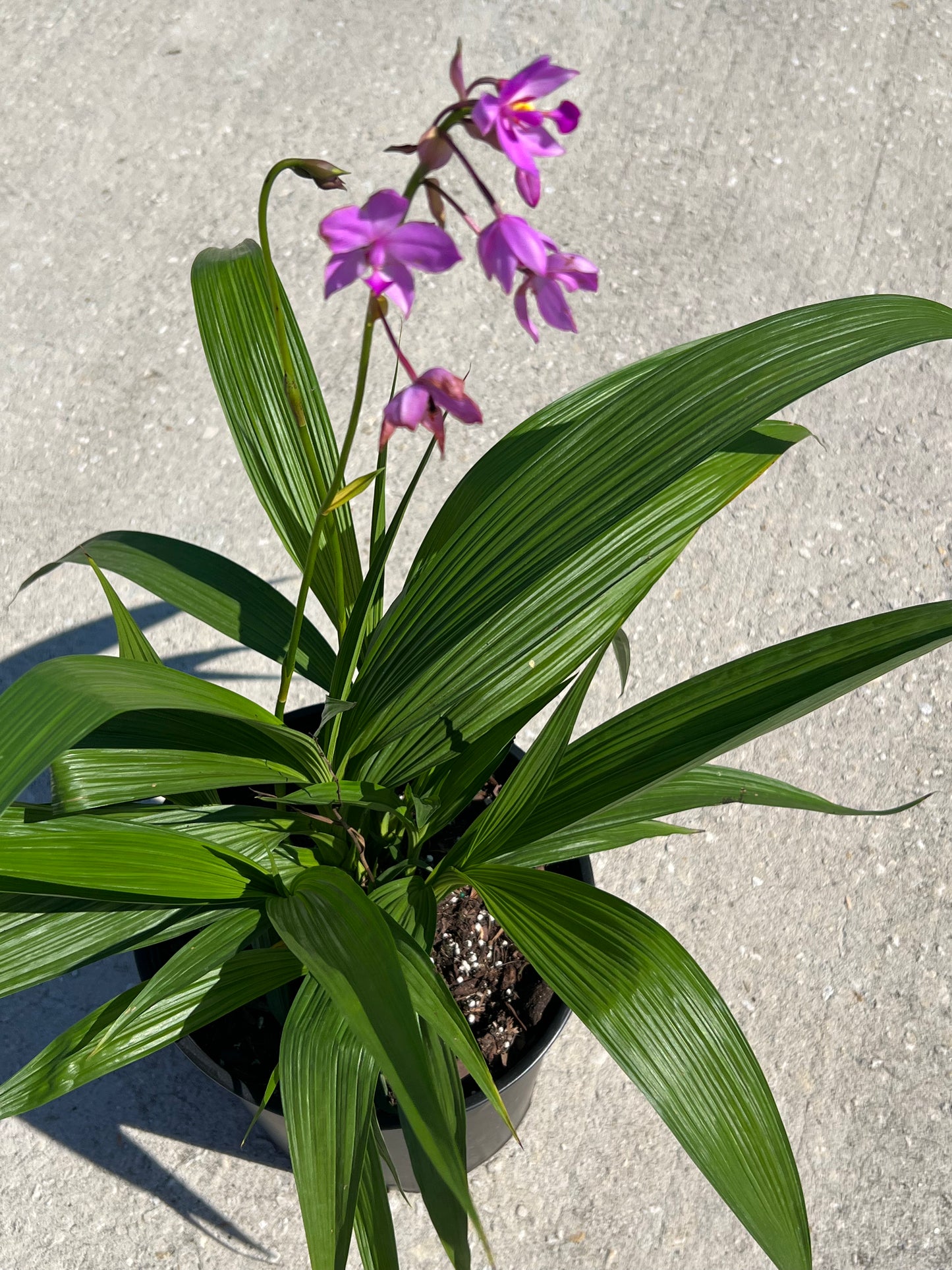 Ground Orchid Spathoglottis-3G-3 gal