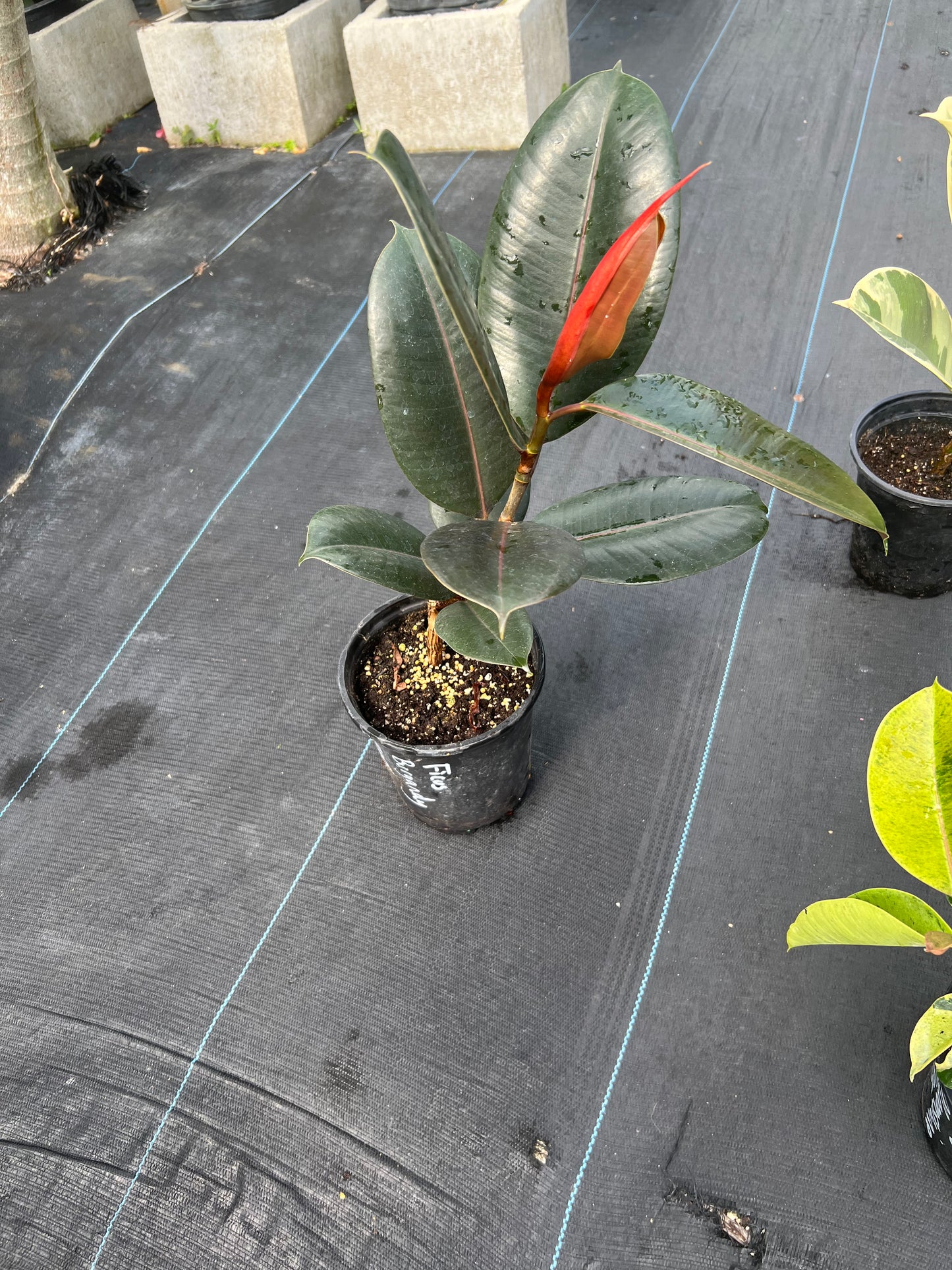 Ficus Burgundy