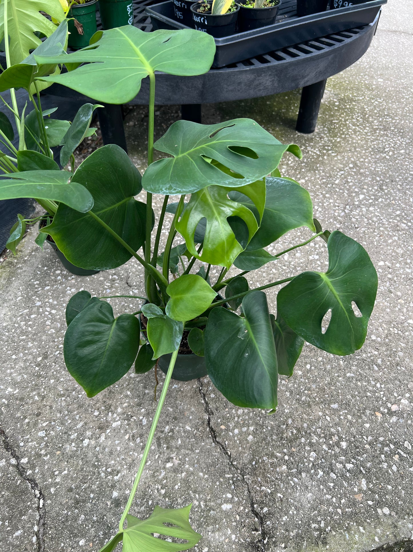 Philodendron Shrubs