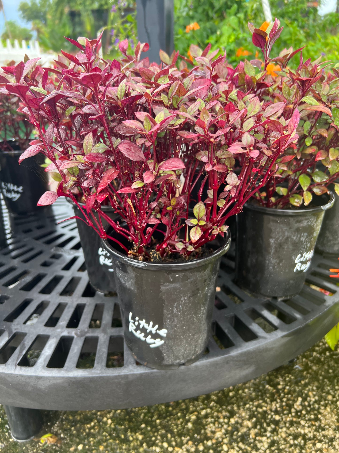 Alternanthera Little Ruby 1G