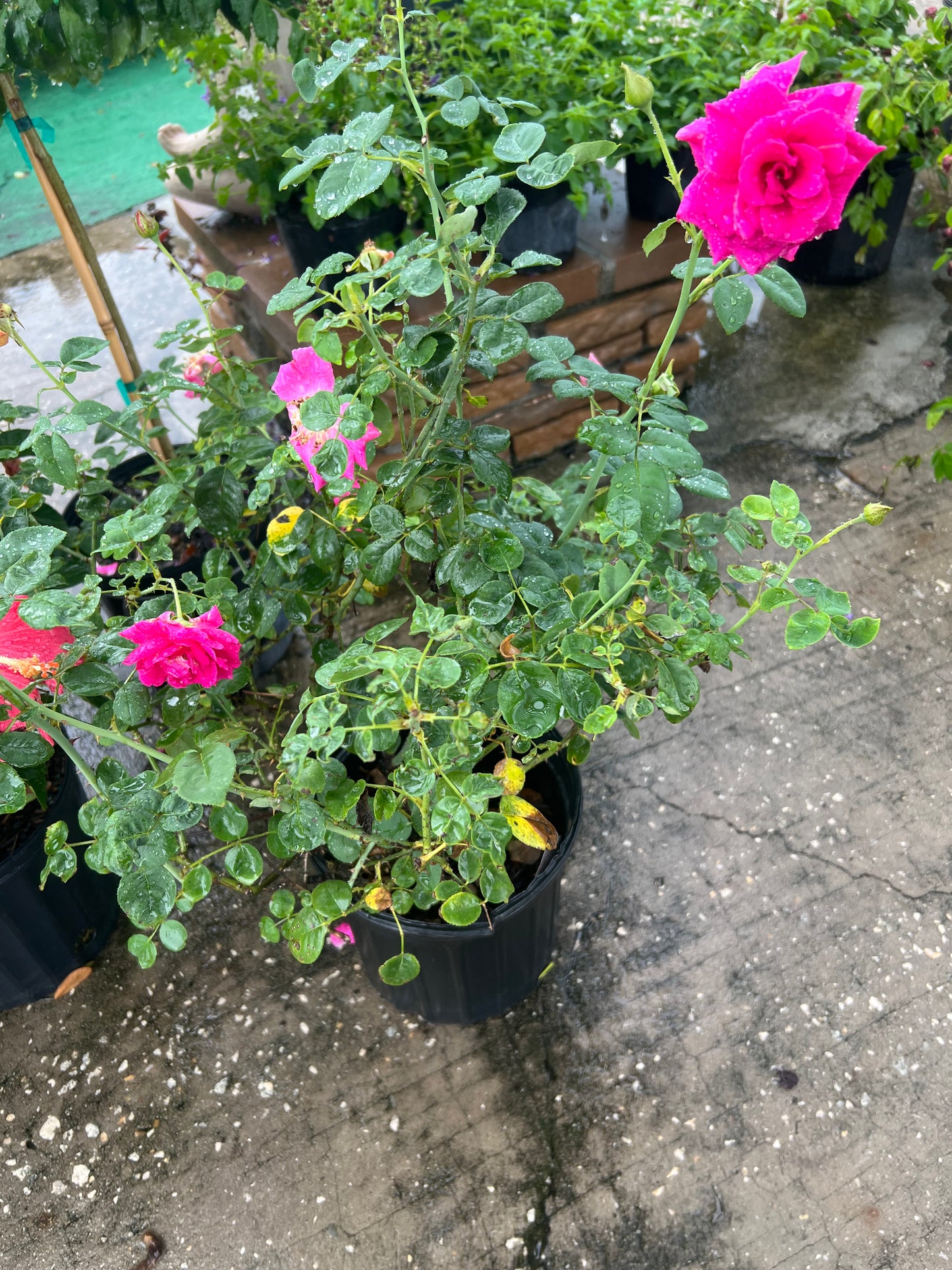 Rose Brindabella-3G