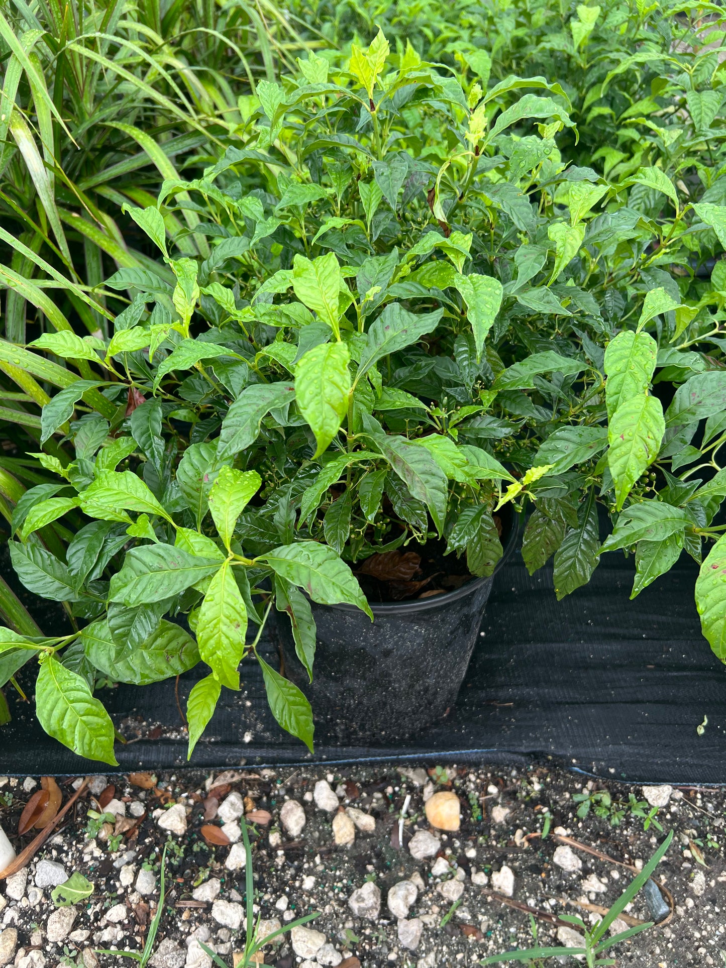 Wild Coffee/Dwf N-3G-3 gal