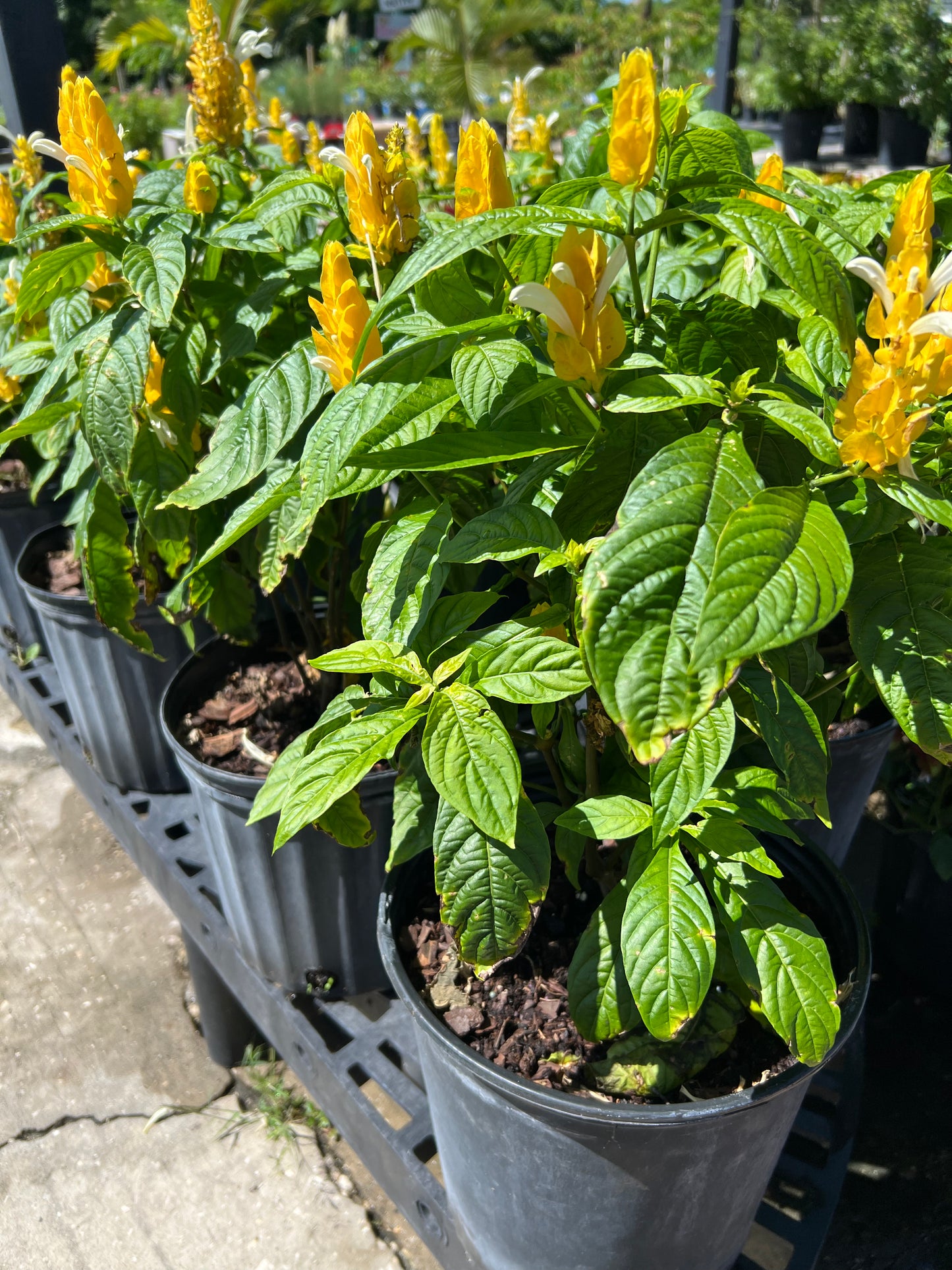 Shrimp Plant (Justicia Brandegeana) 3G