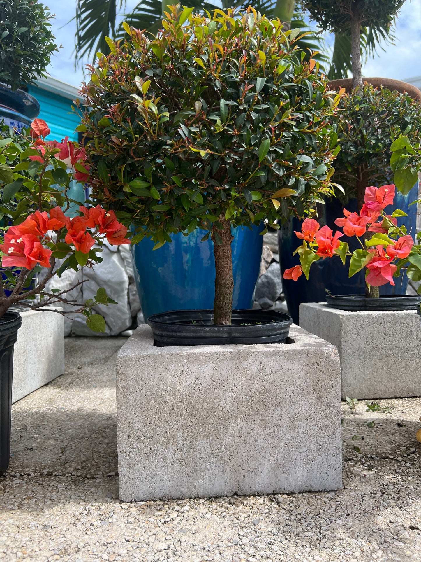 Eugenia Topiary Ball