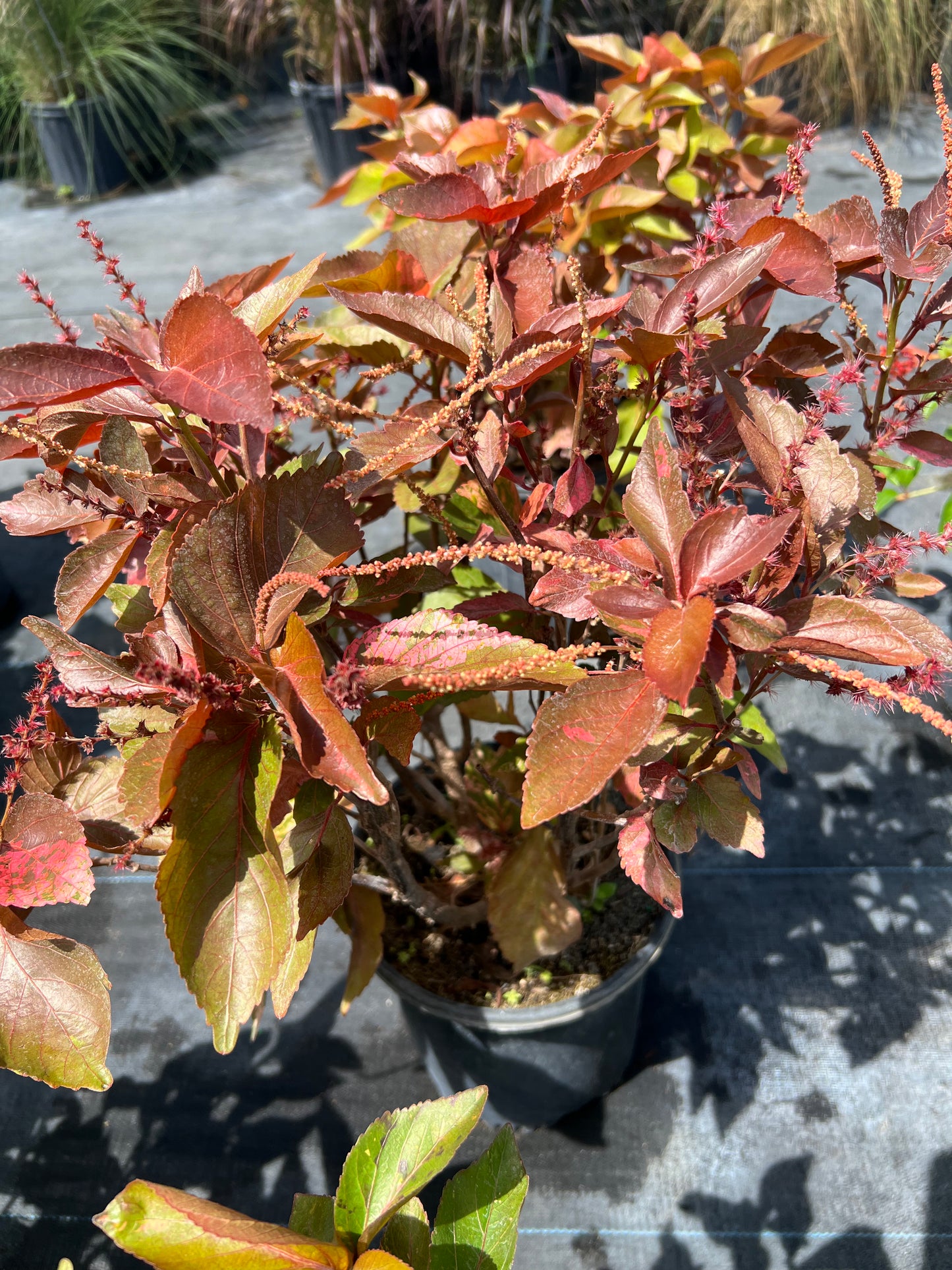 Copperleaf