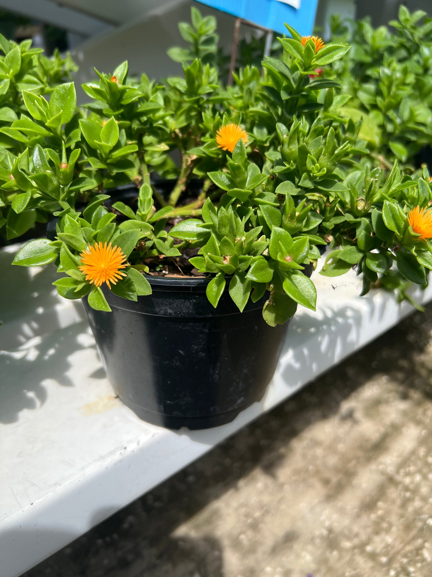 Sunrose (Aptenia cordifolia)