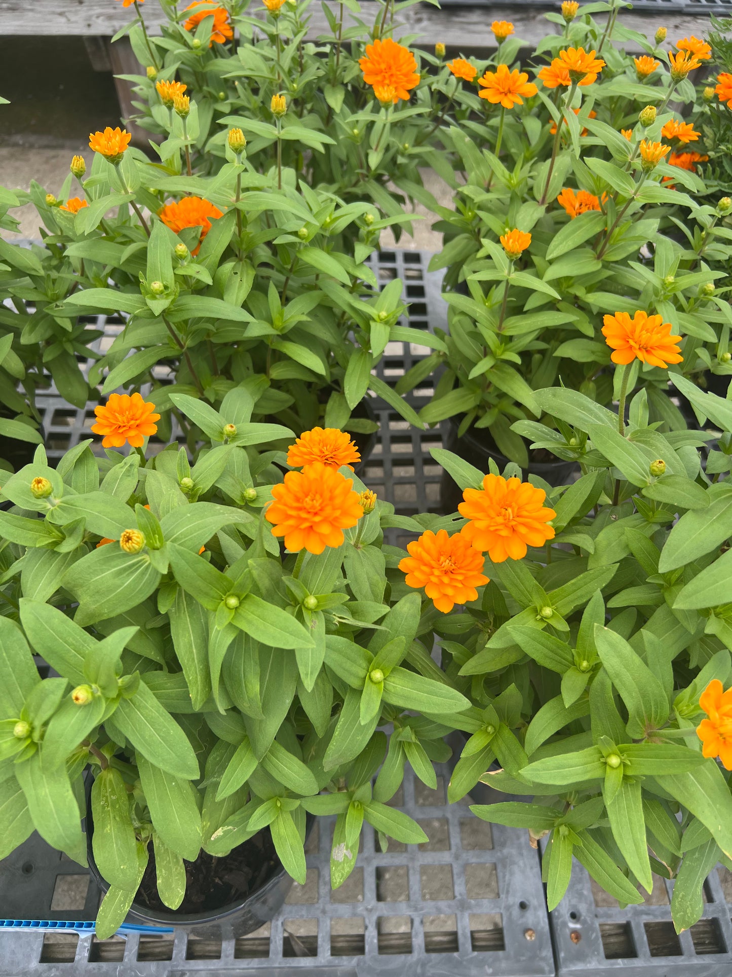 Zinnia 1G