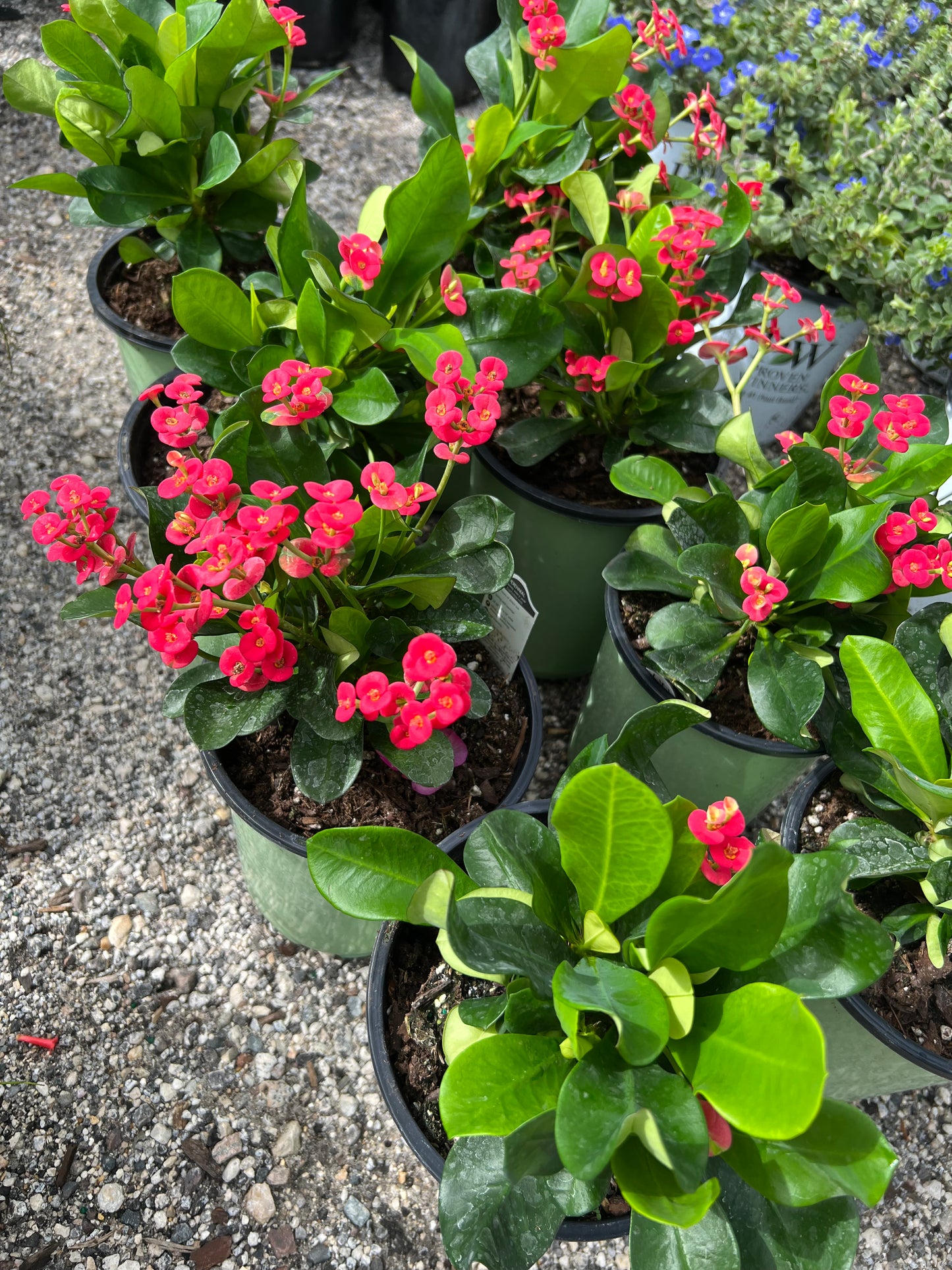 Crown of Thorn (Euphorbia milii)