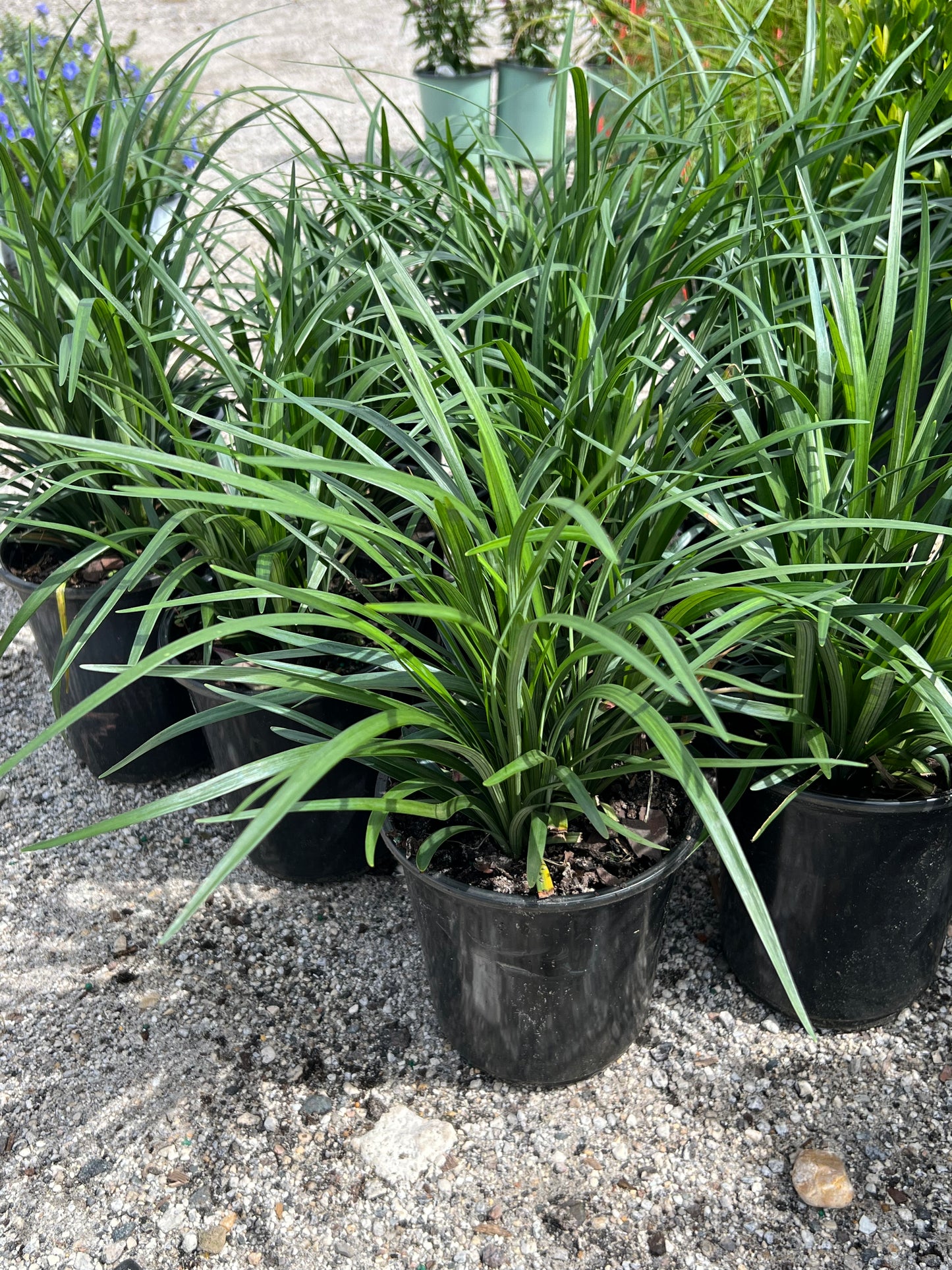 Liriope Super Blue