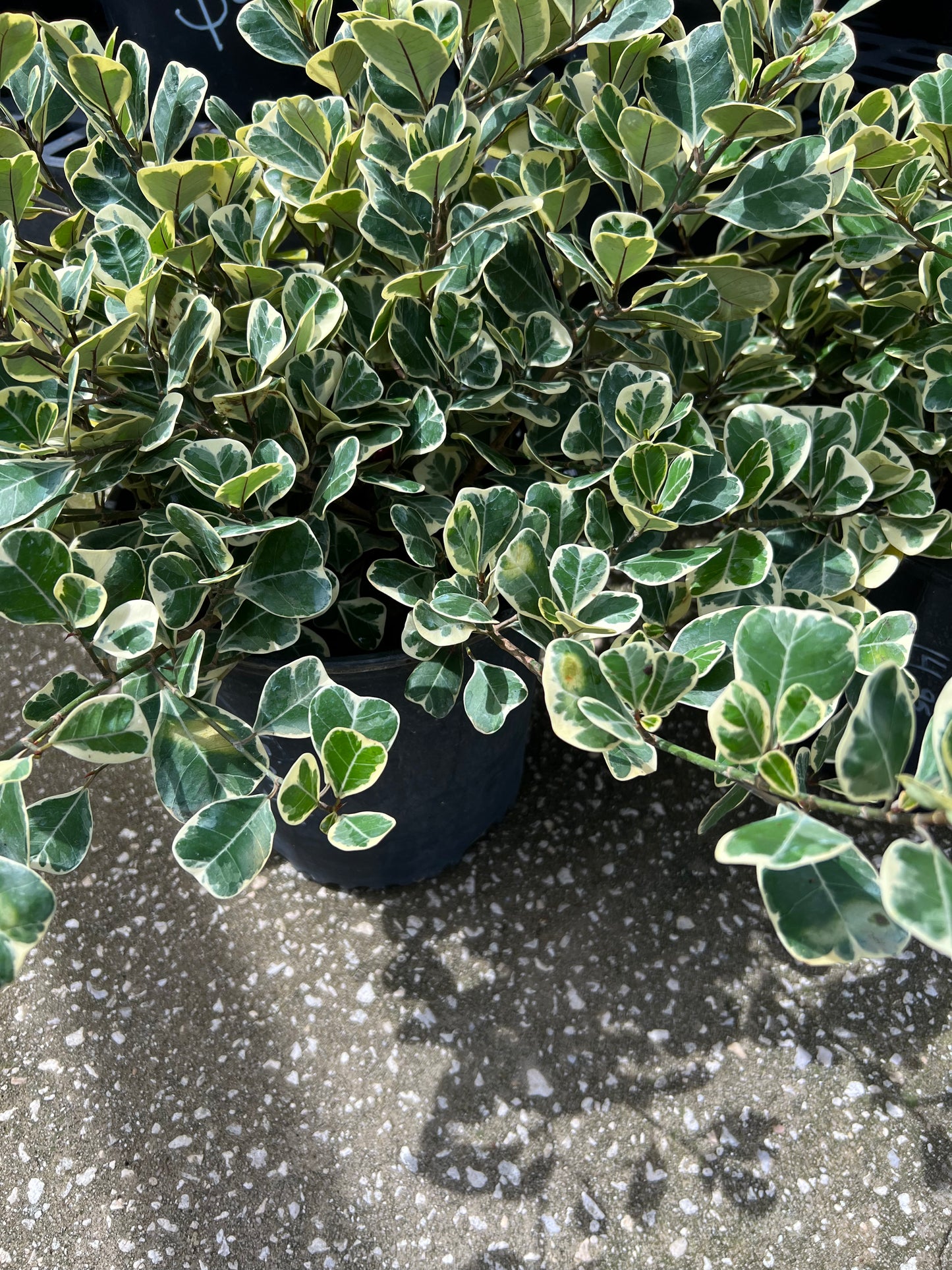 Triangle Ficus