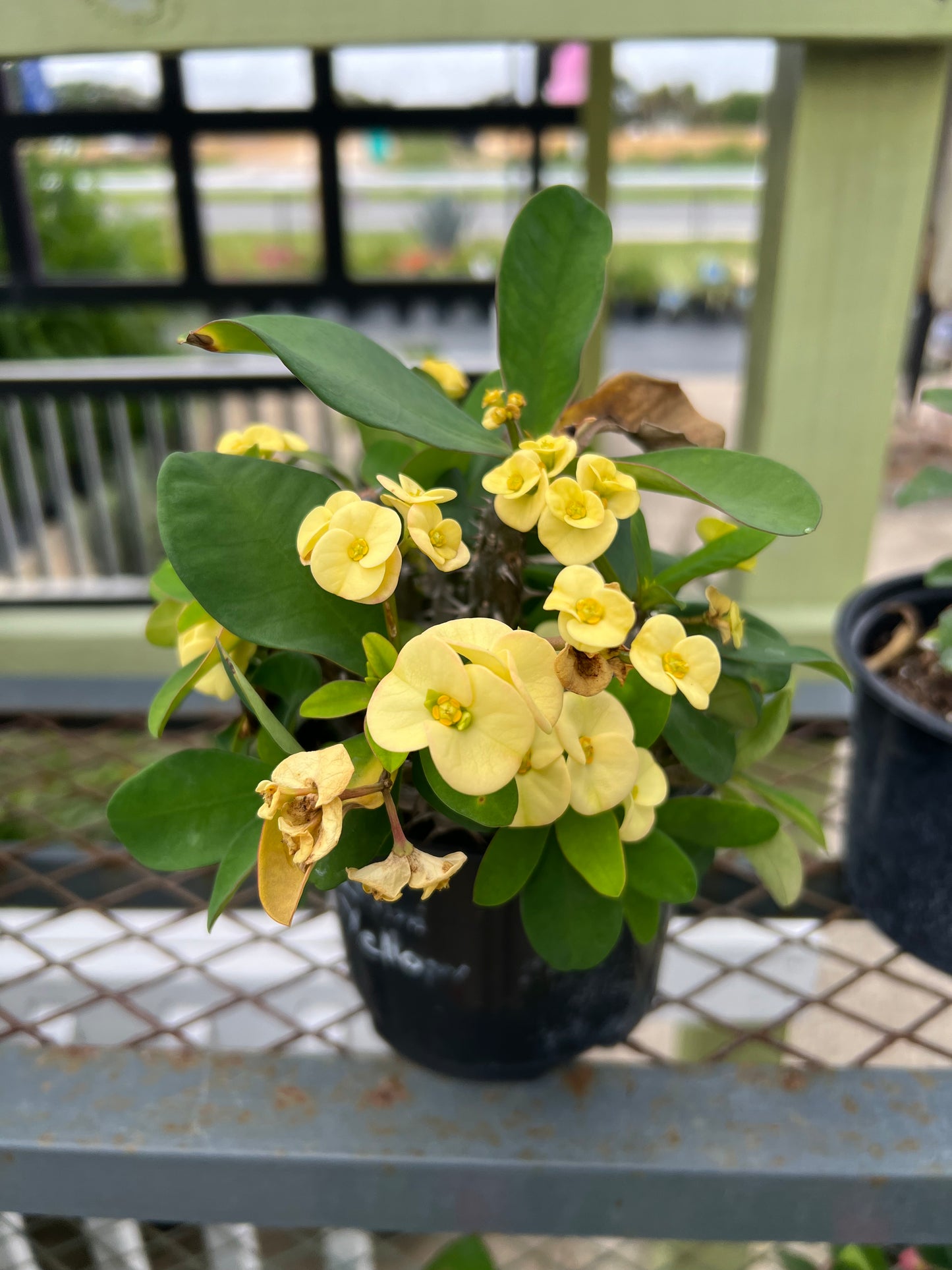 Crown of Thorn (Euphorbia milii)