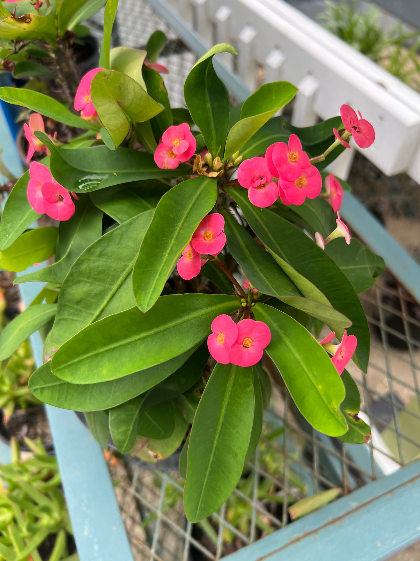 Crown of Thorn (Euphorbia milii)