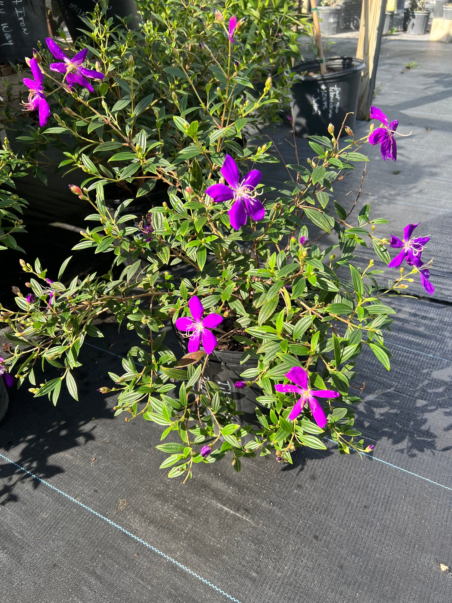Tibouchina Dwf-3G-3 gal