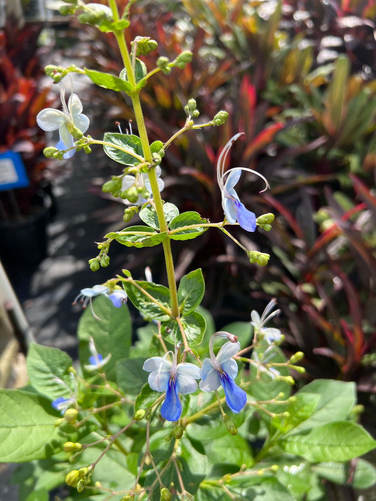 Clerodendron Blu Butterfly-3G-3 gal
