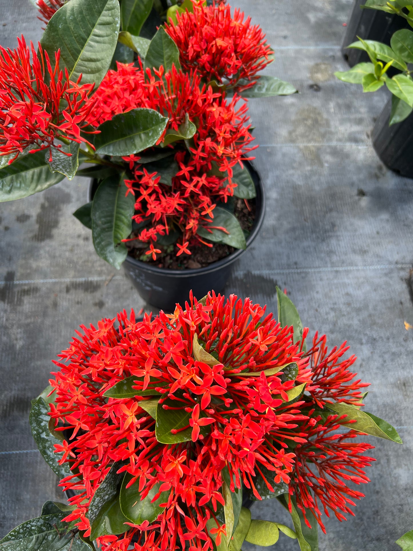 Ixora