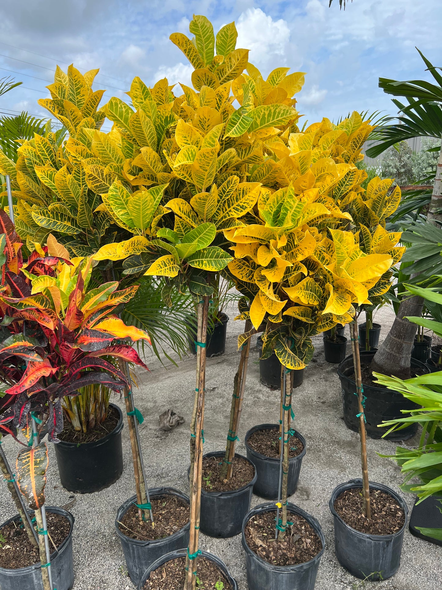 Croton Petra