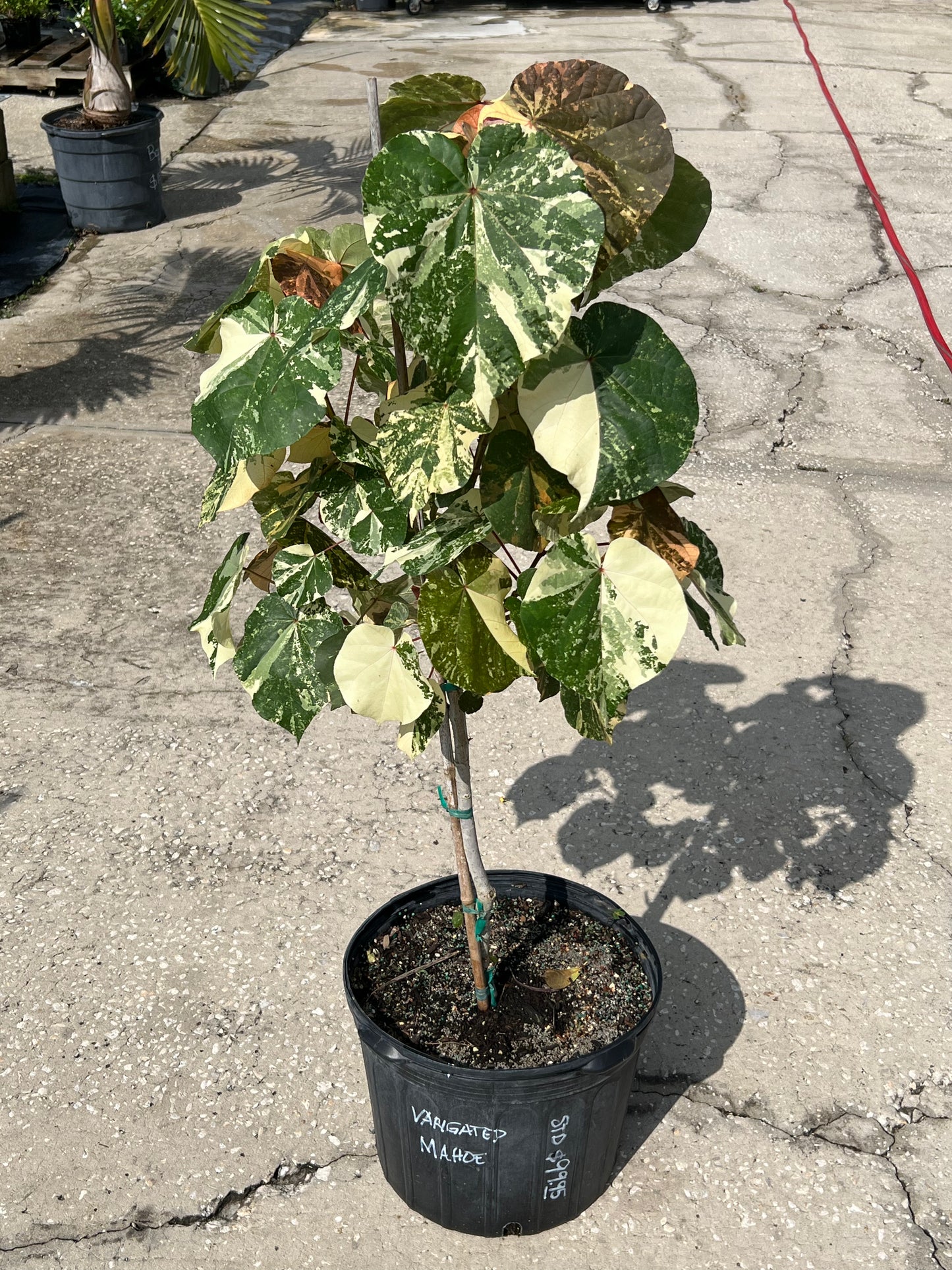 Mahoe Plants
