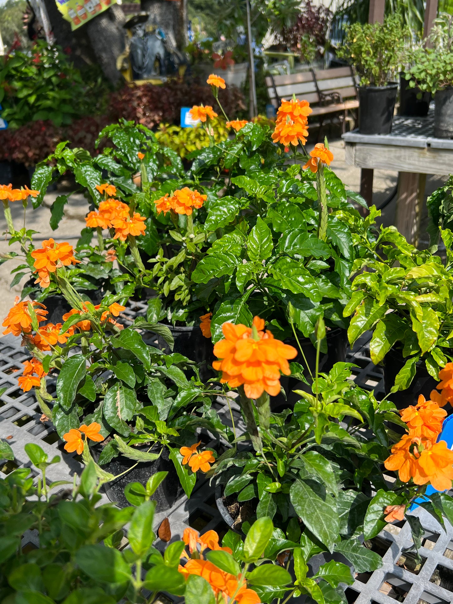Crossandra (Firecracker Flower)