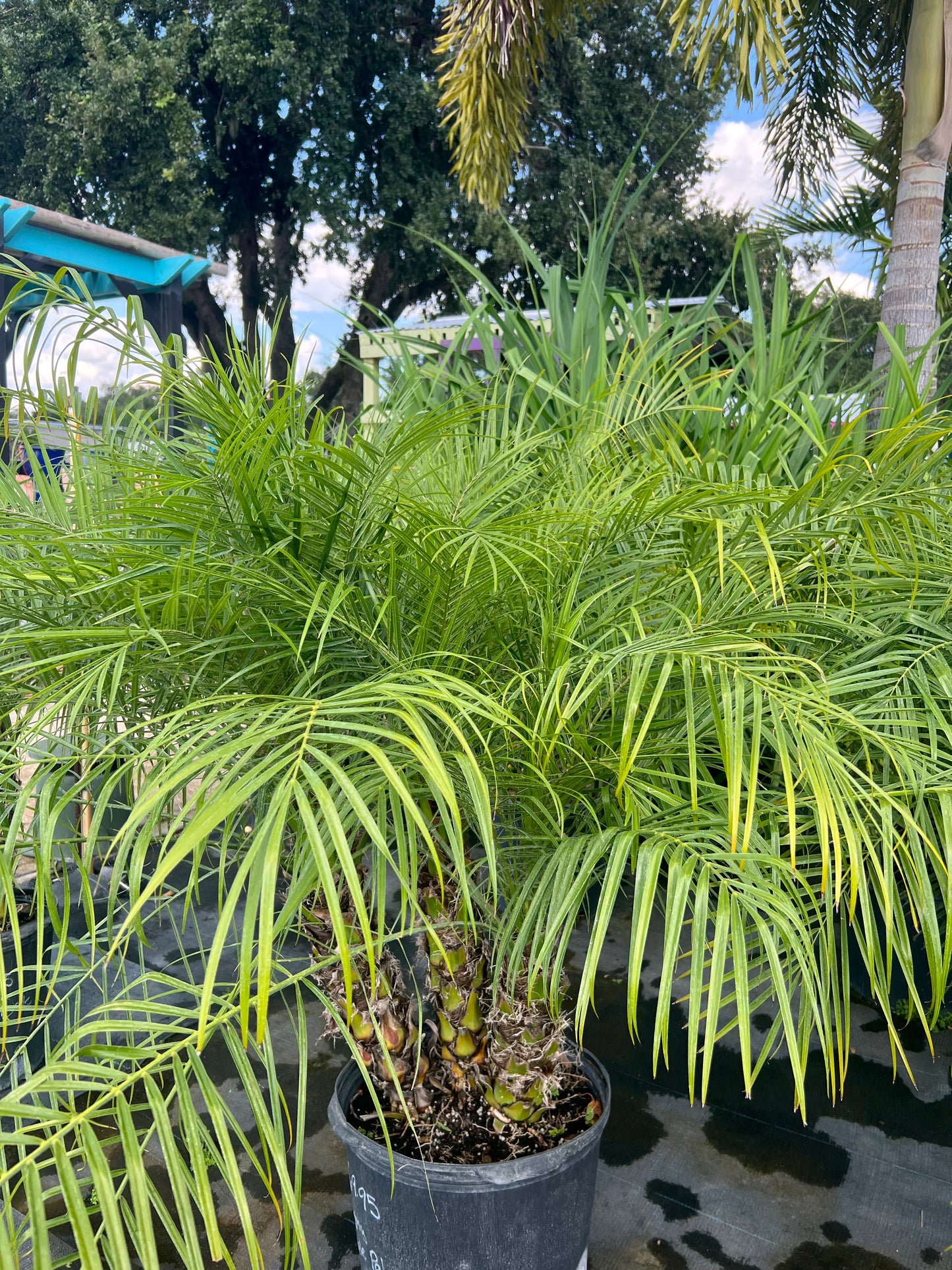 Roebelenii (Pygmy Date) Palms