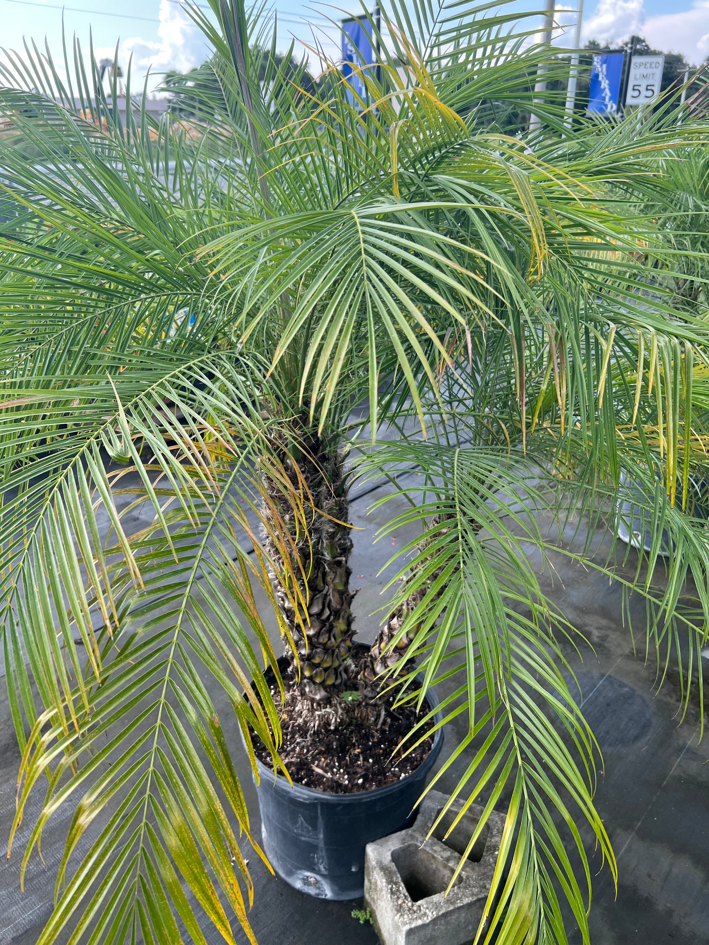 Roebelenii (Pygmy Date) Palms
