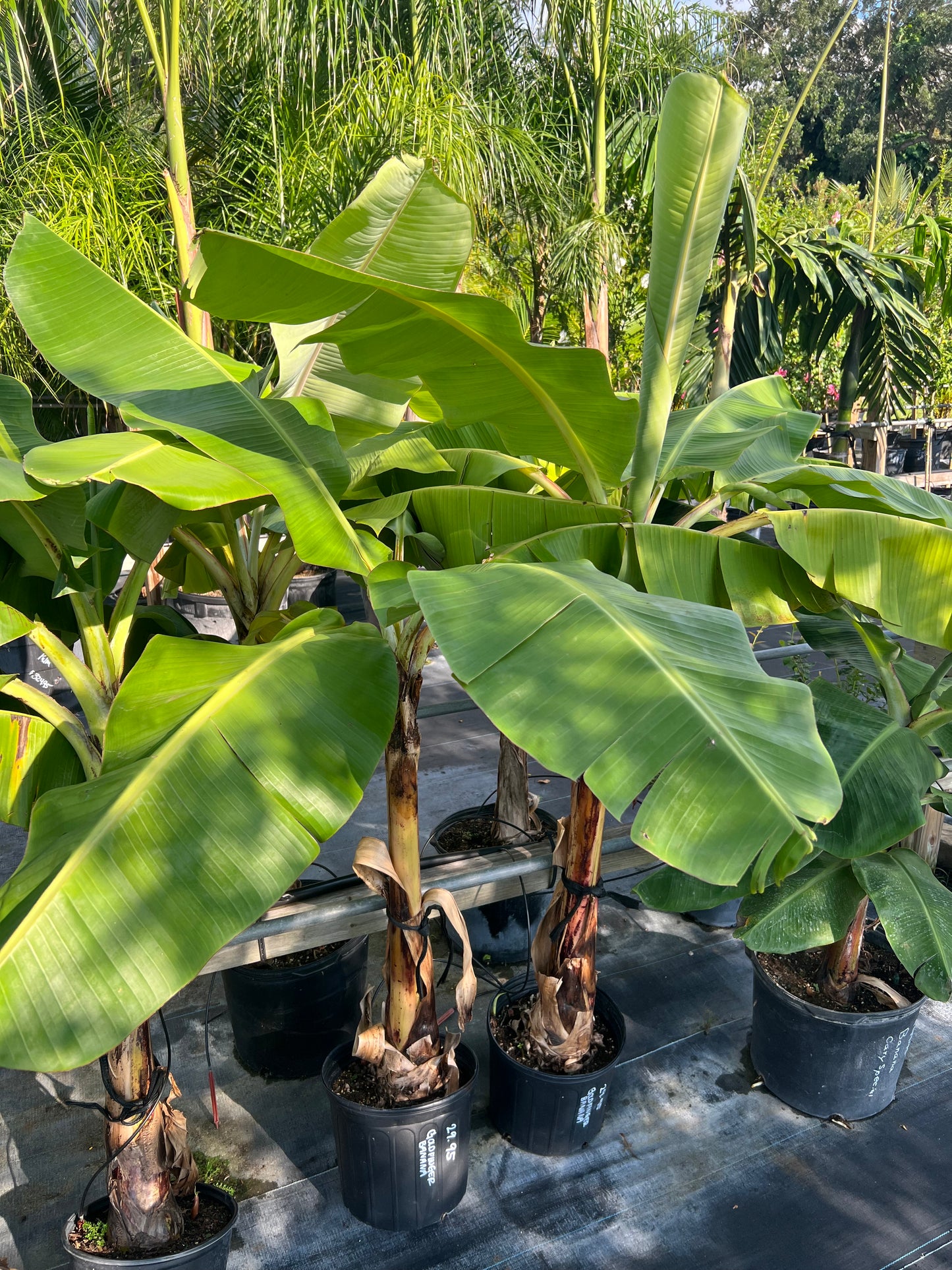 Banana (Musa) Trees