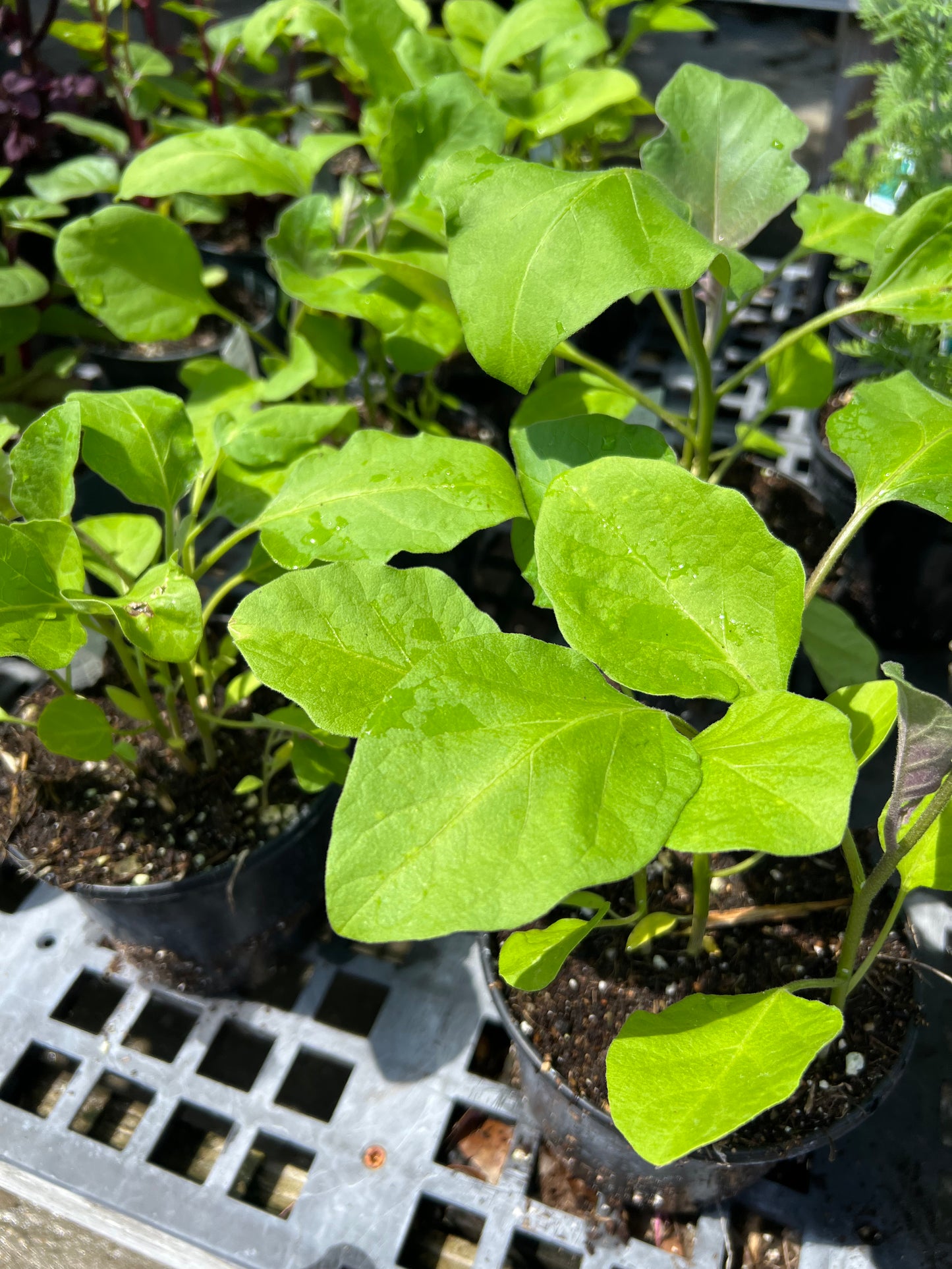 Eggplant Itchiban