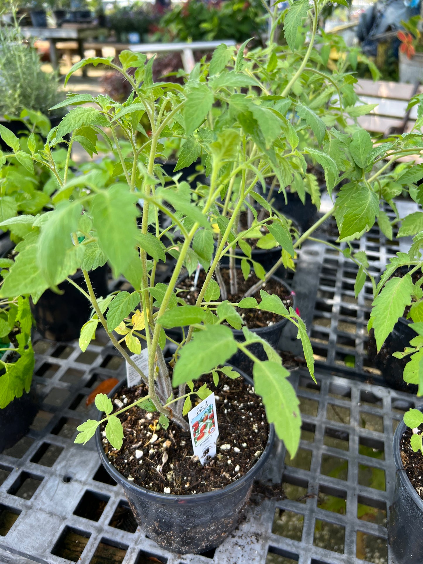 Tomato Assorted- 1G