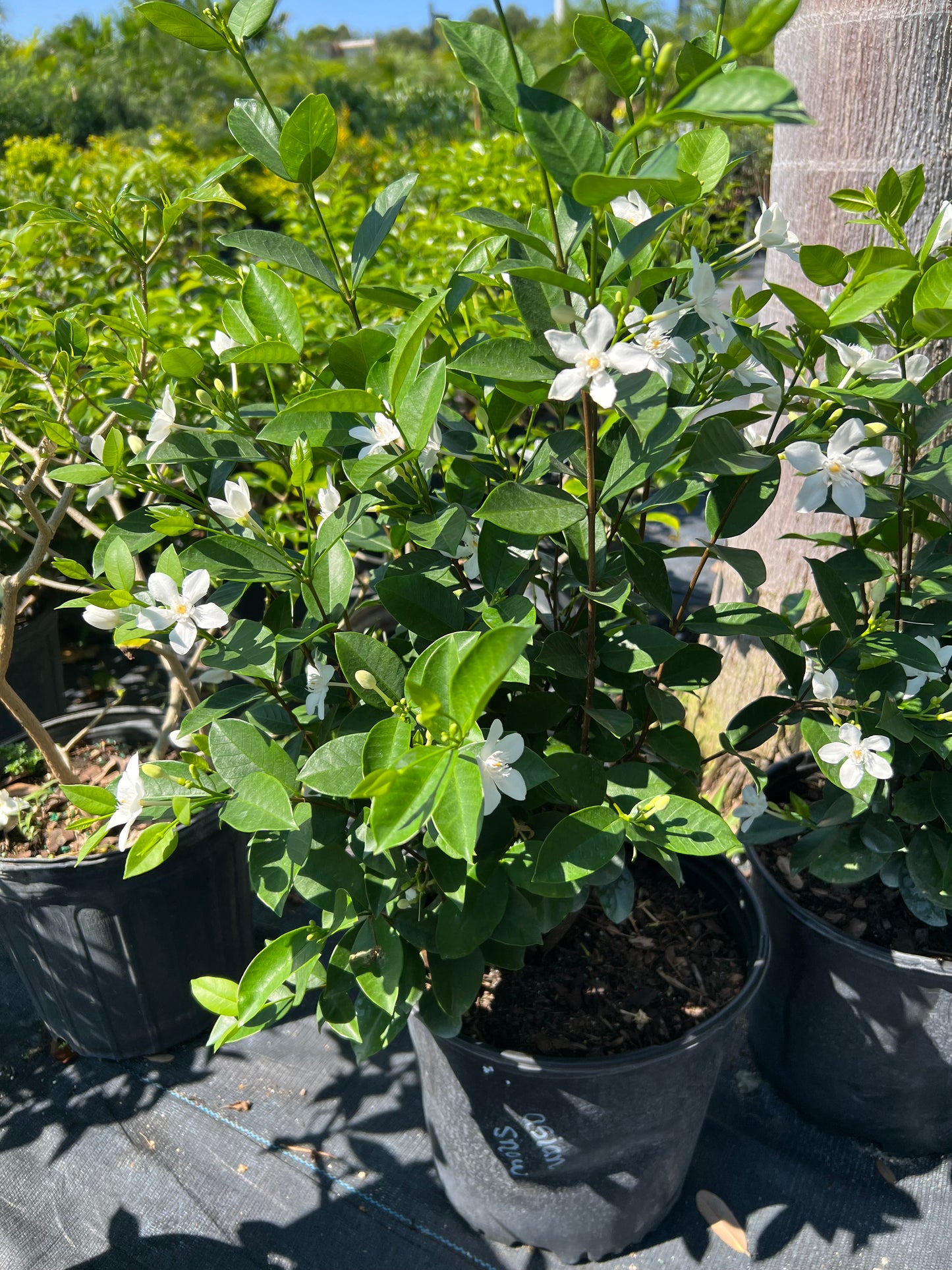Jasmine Shrubs