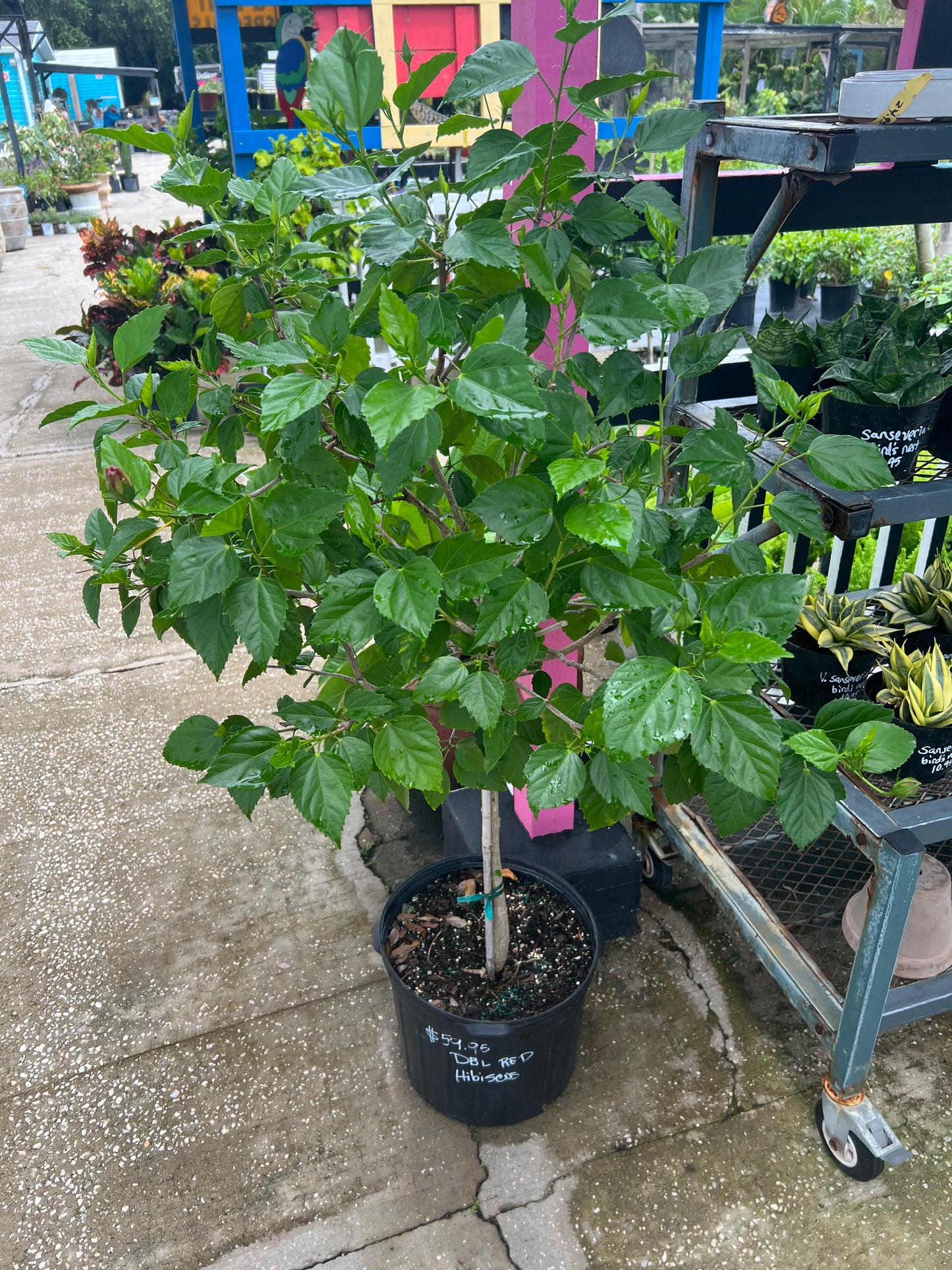 Hibiscus Trees
