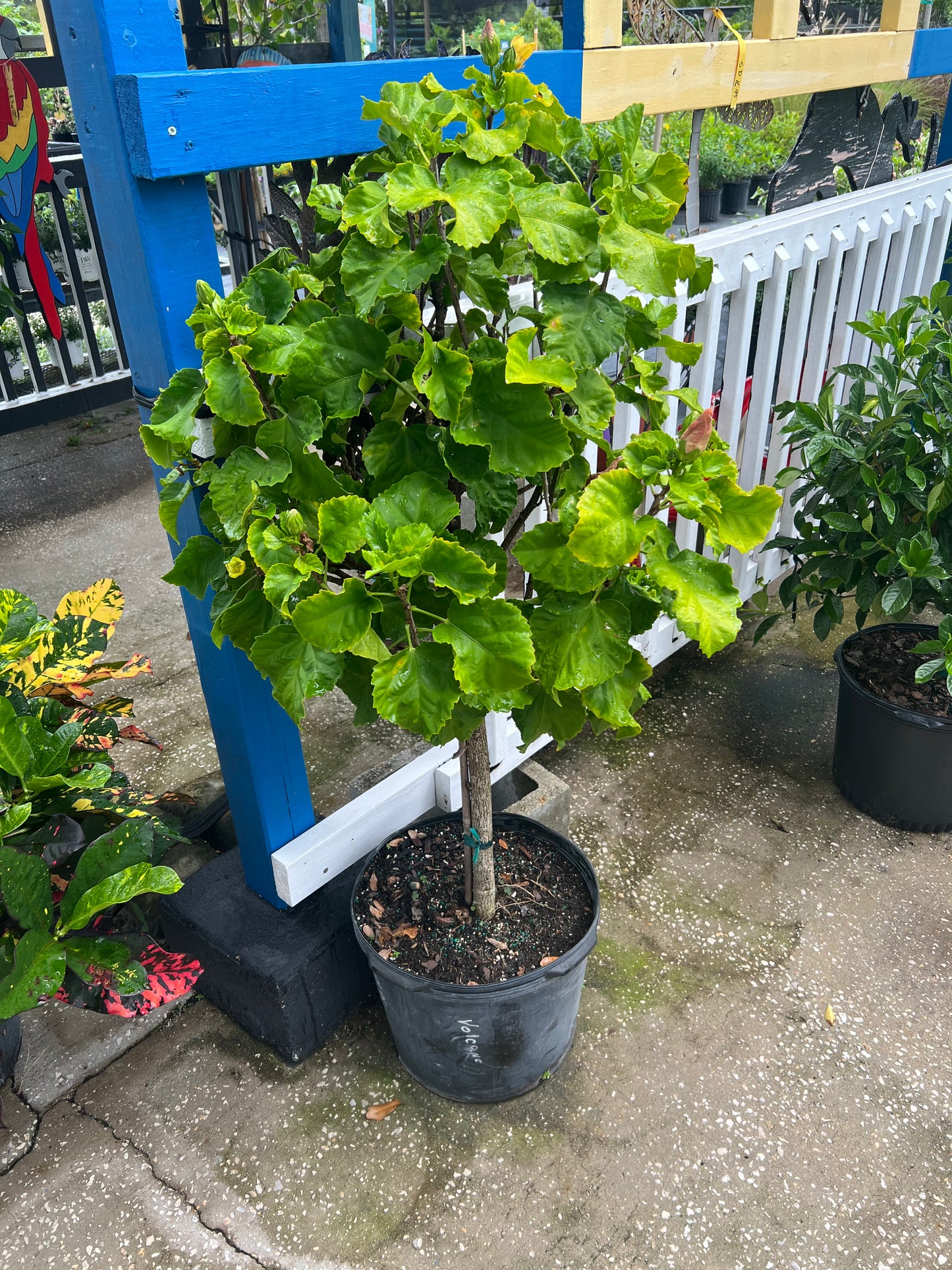 Hibiscus Trees