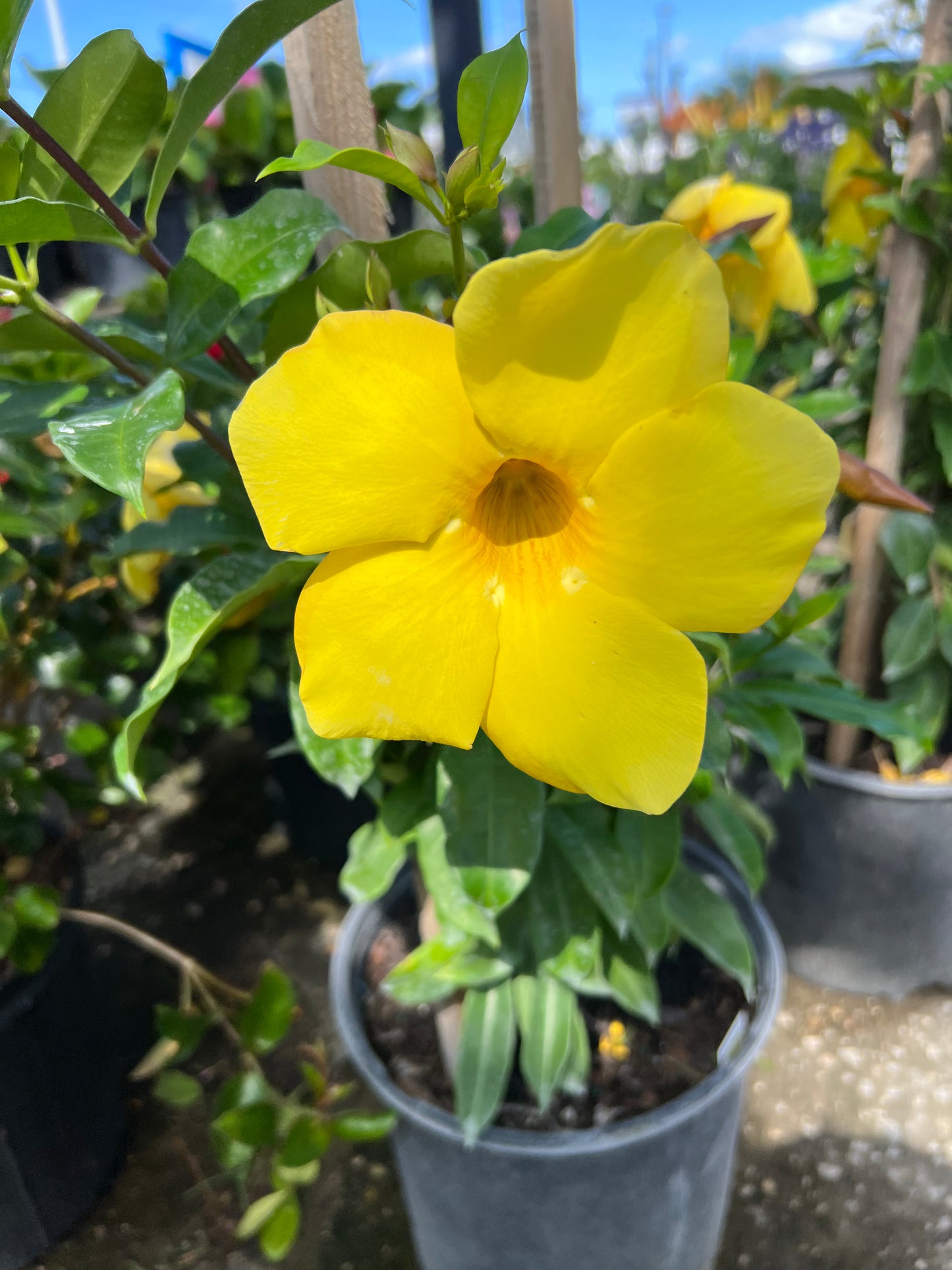 Allamanda Brown Bud