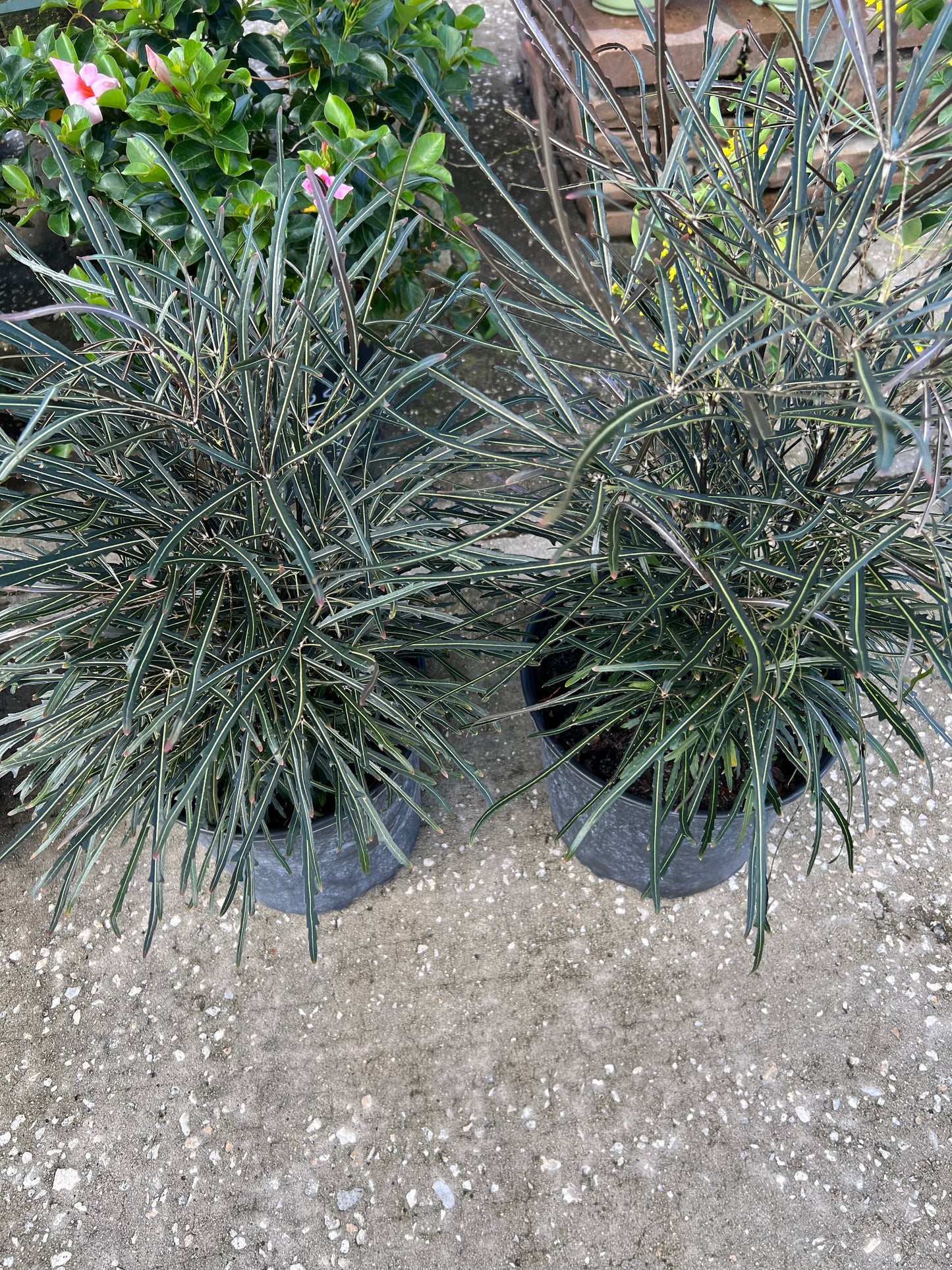False Aralia-3G-3 gal