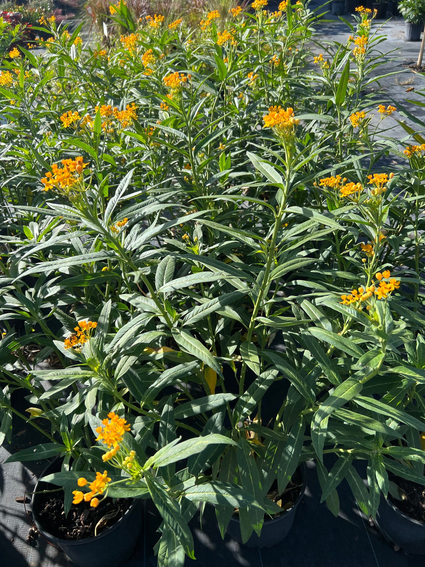 Milkweed Tropical