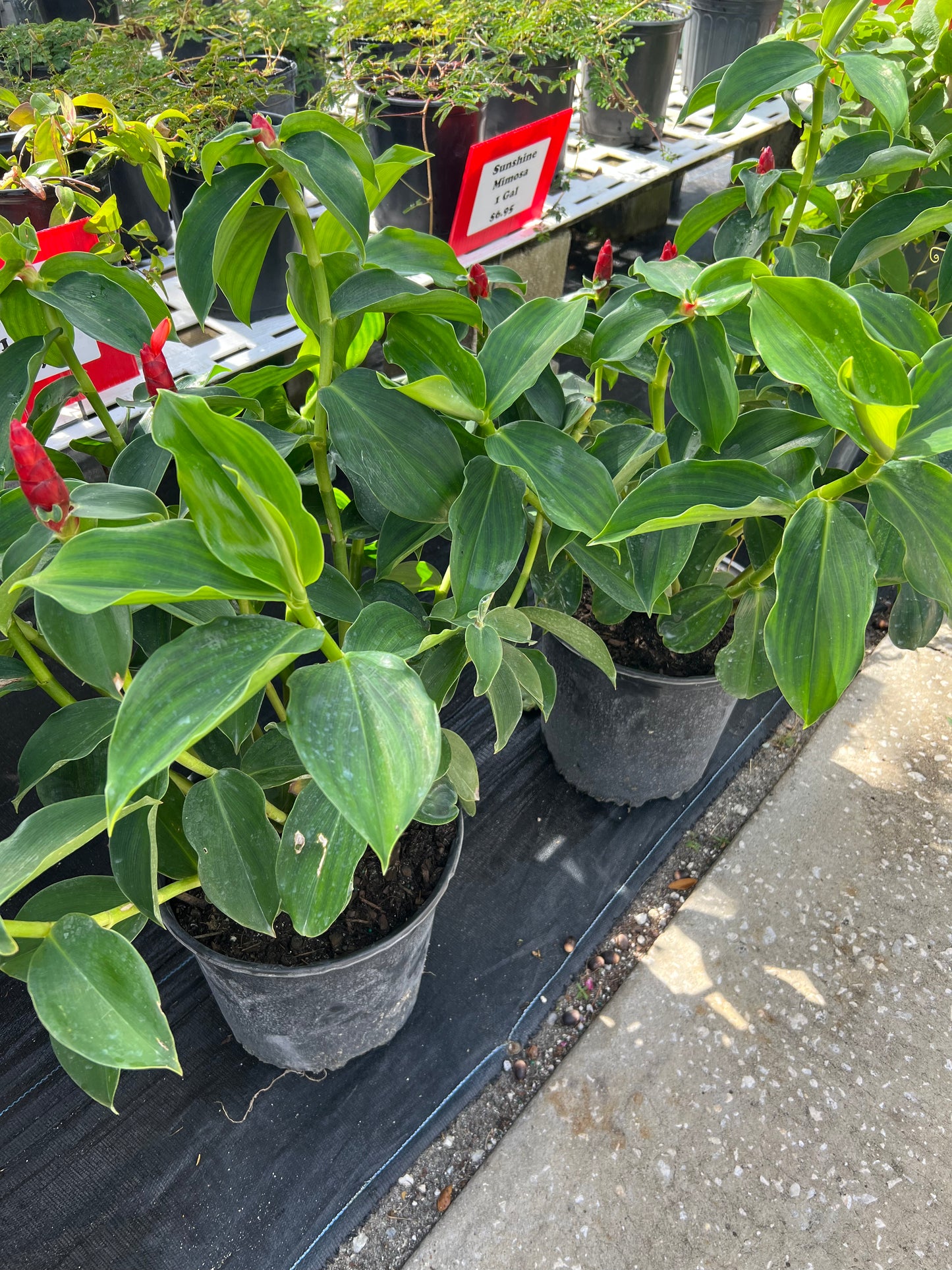 Ginger Shrubs