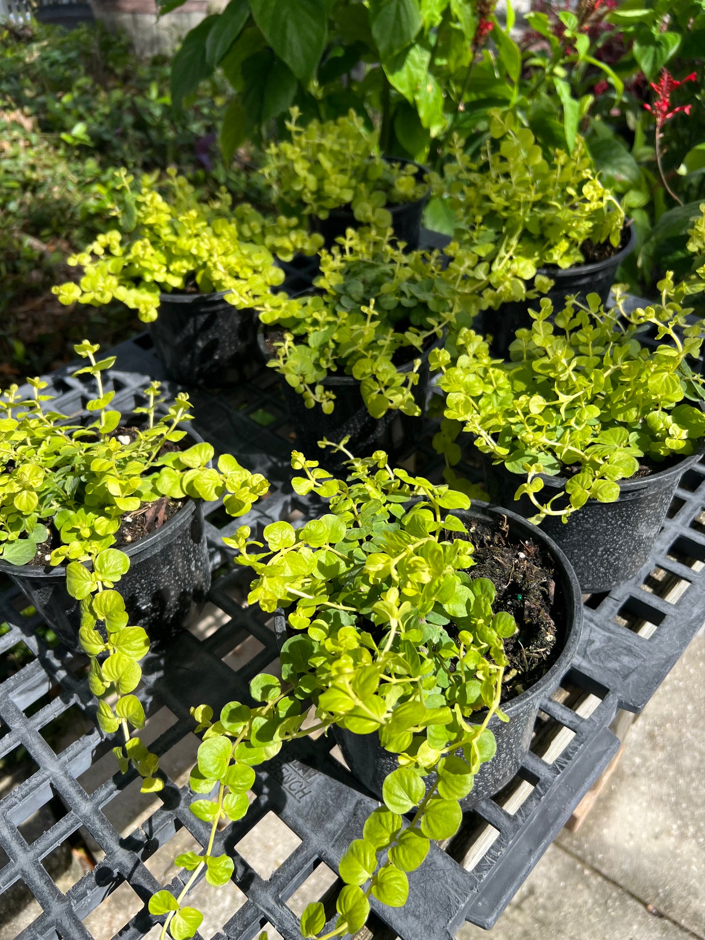 Goldi Lysimachia 1G