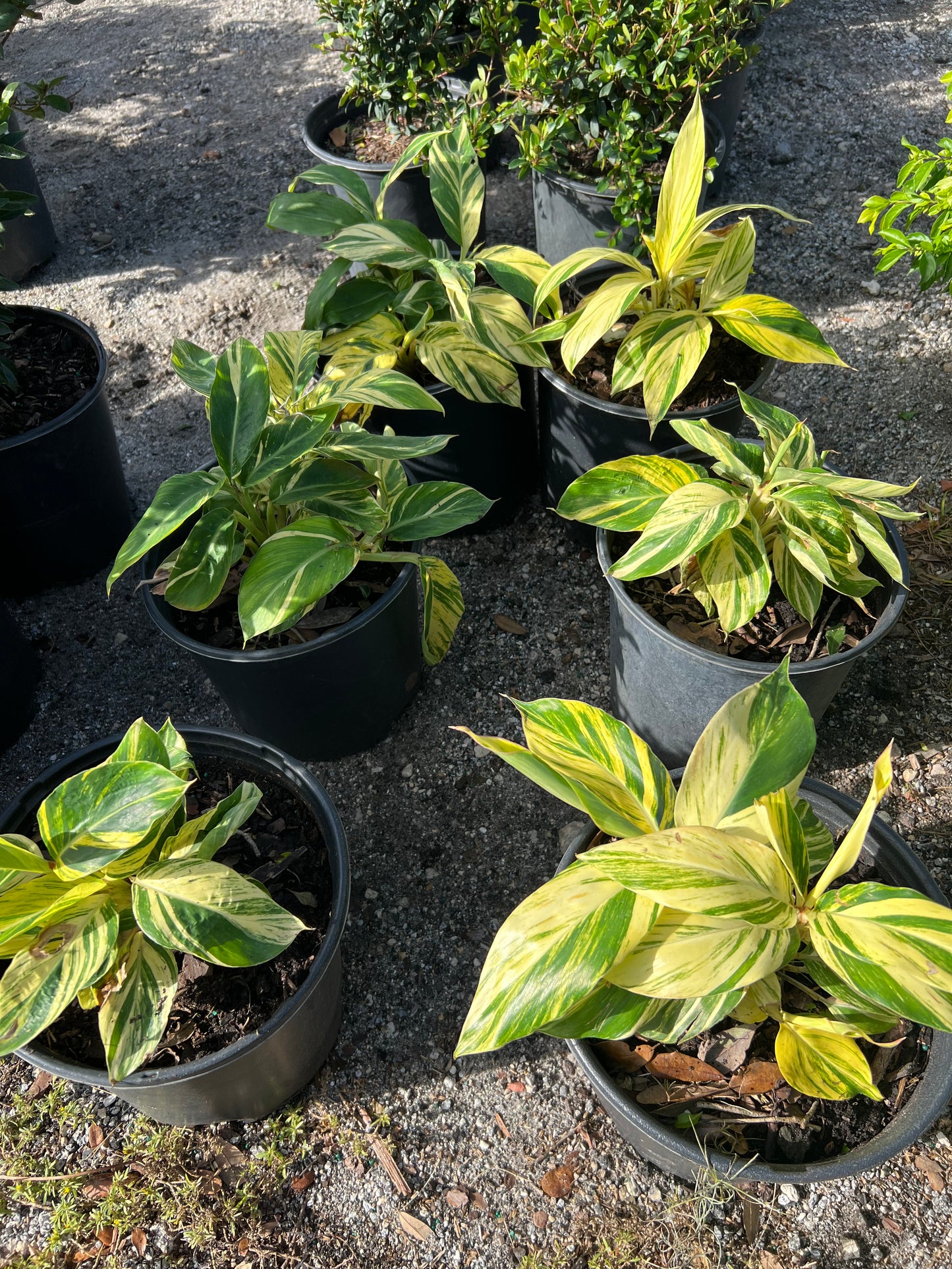Ginger Shrubs