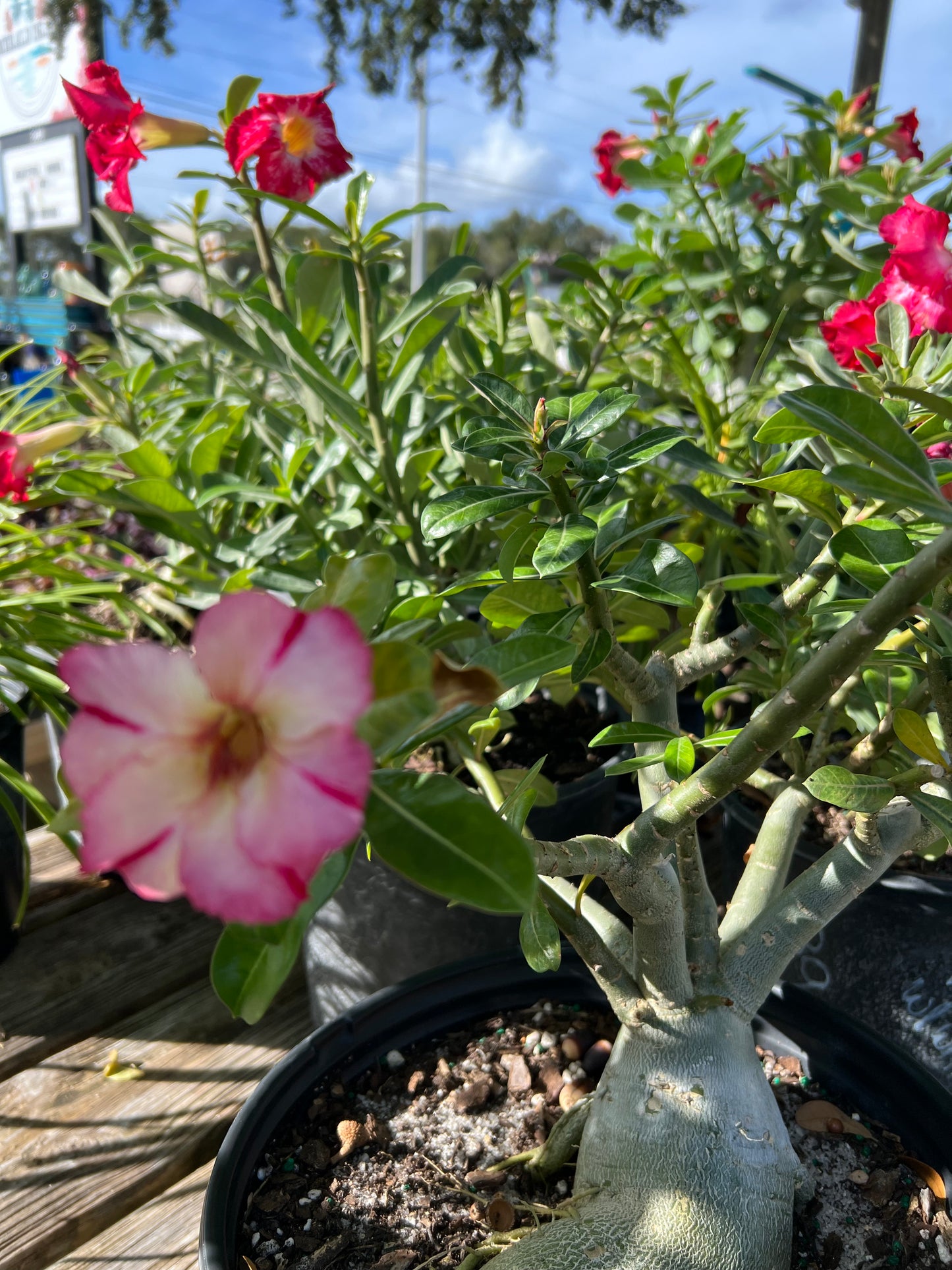Desert Rose (Adenium obesum)