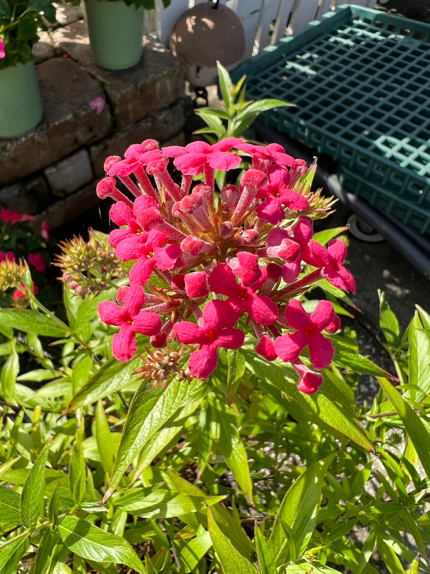 Panama Rose-3G