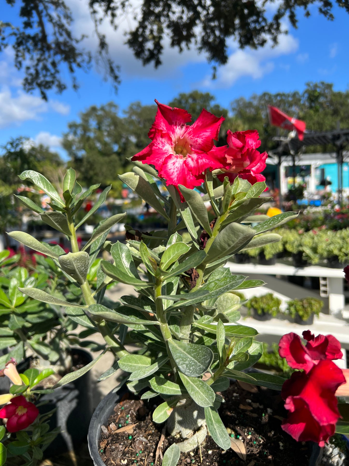 Desert Rose (Adenium obesum)