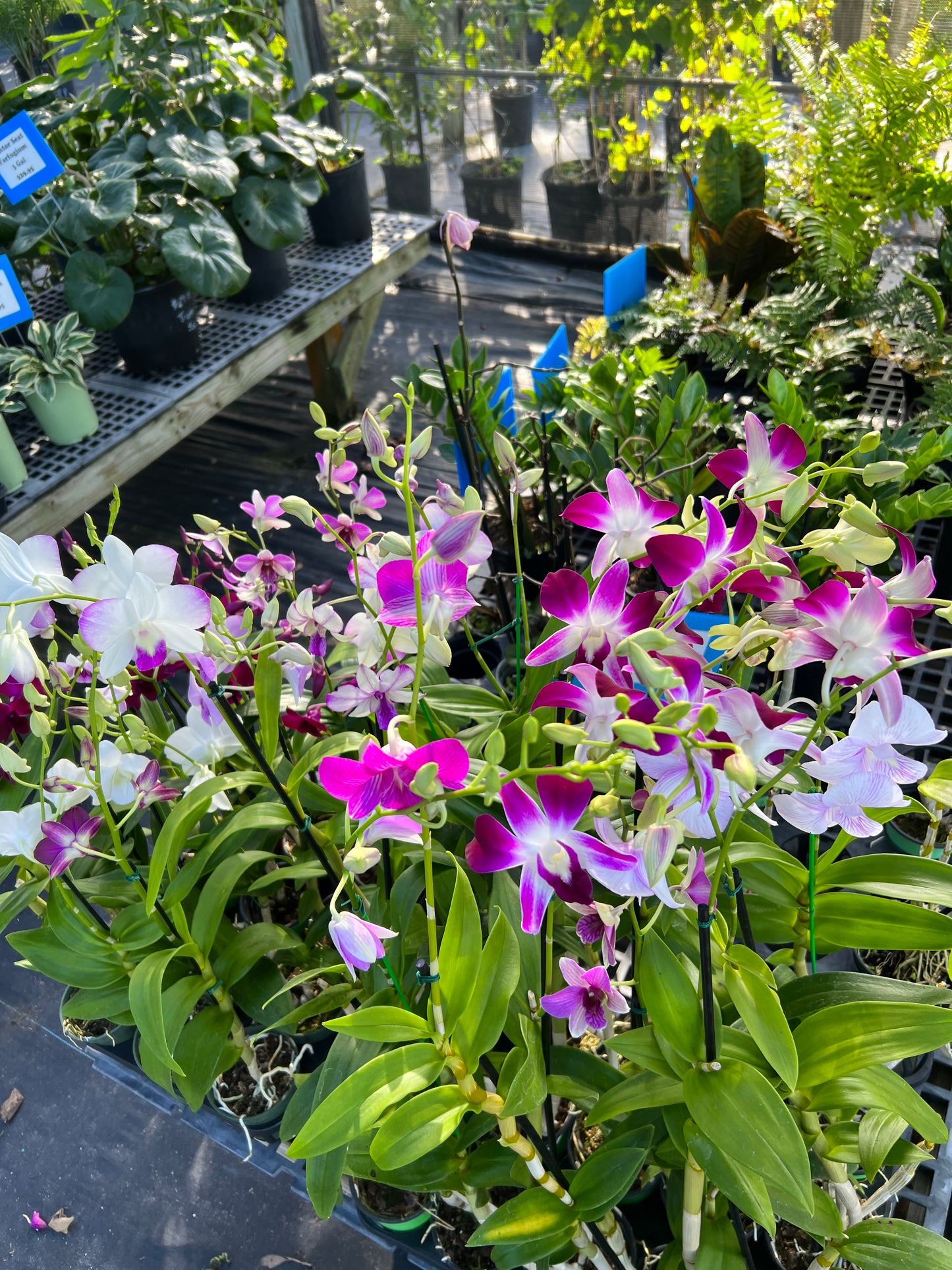 Dendrobium Orchids 4"