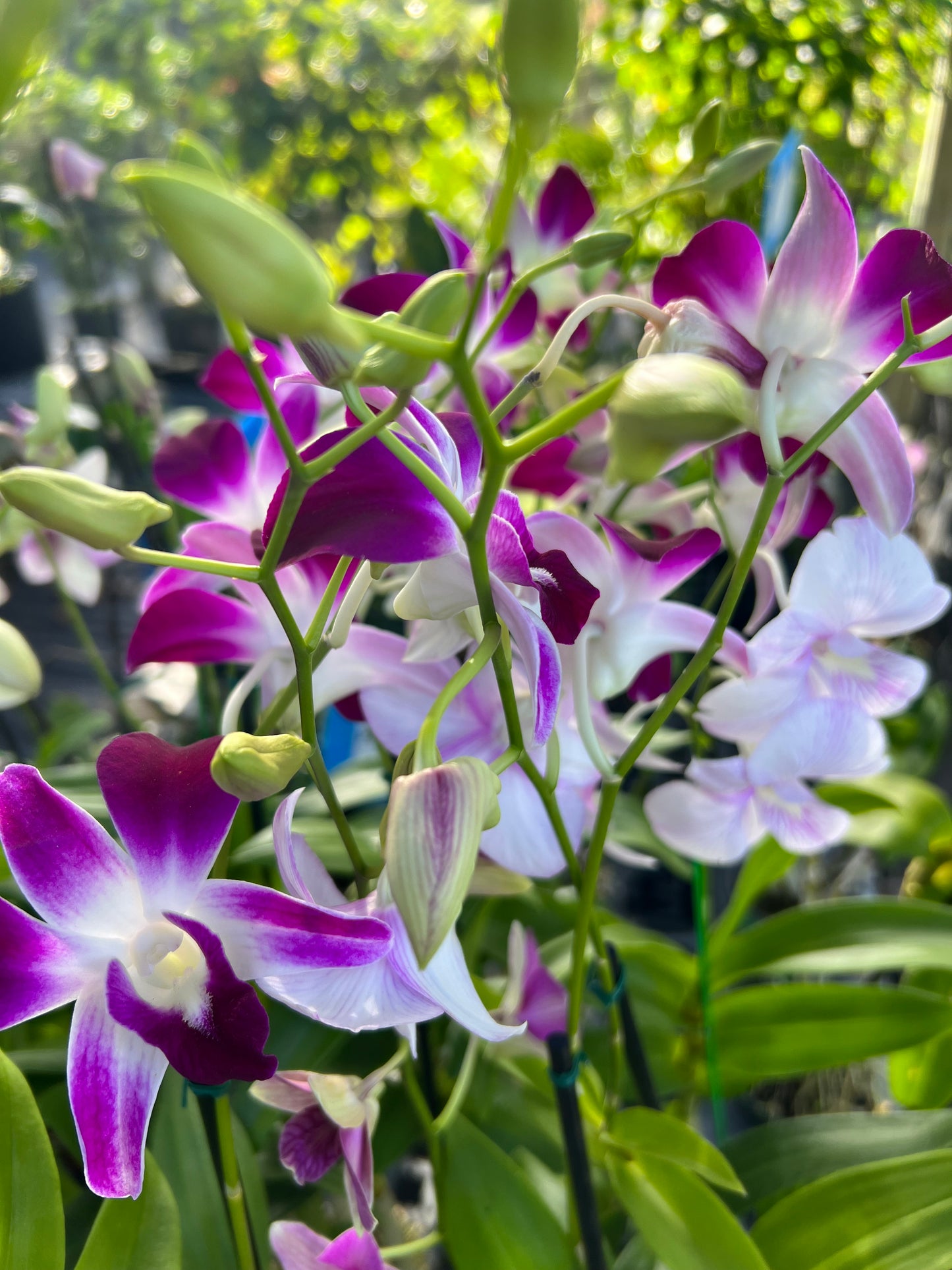 Dendrobium Orchids 4"