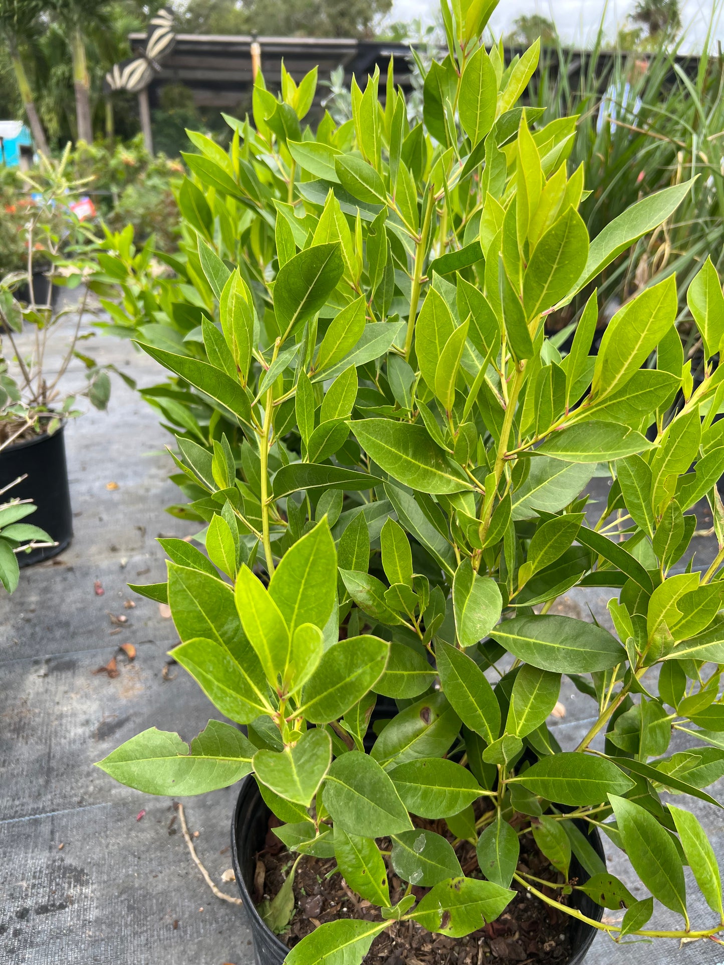 Green Buttonwood