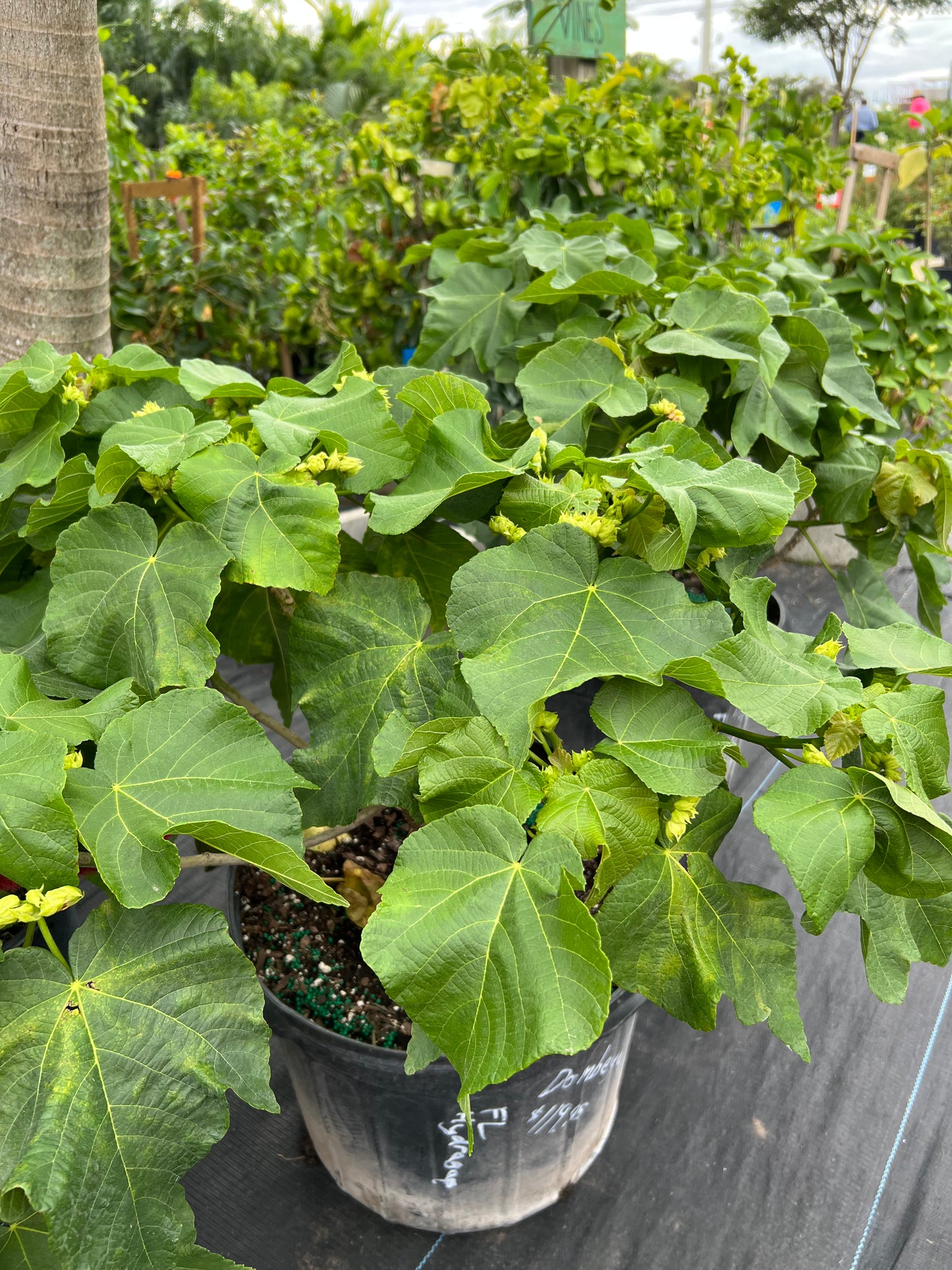 Dombeya-7G-7 gal